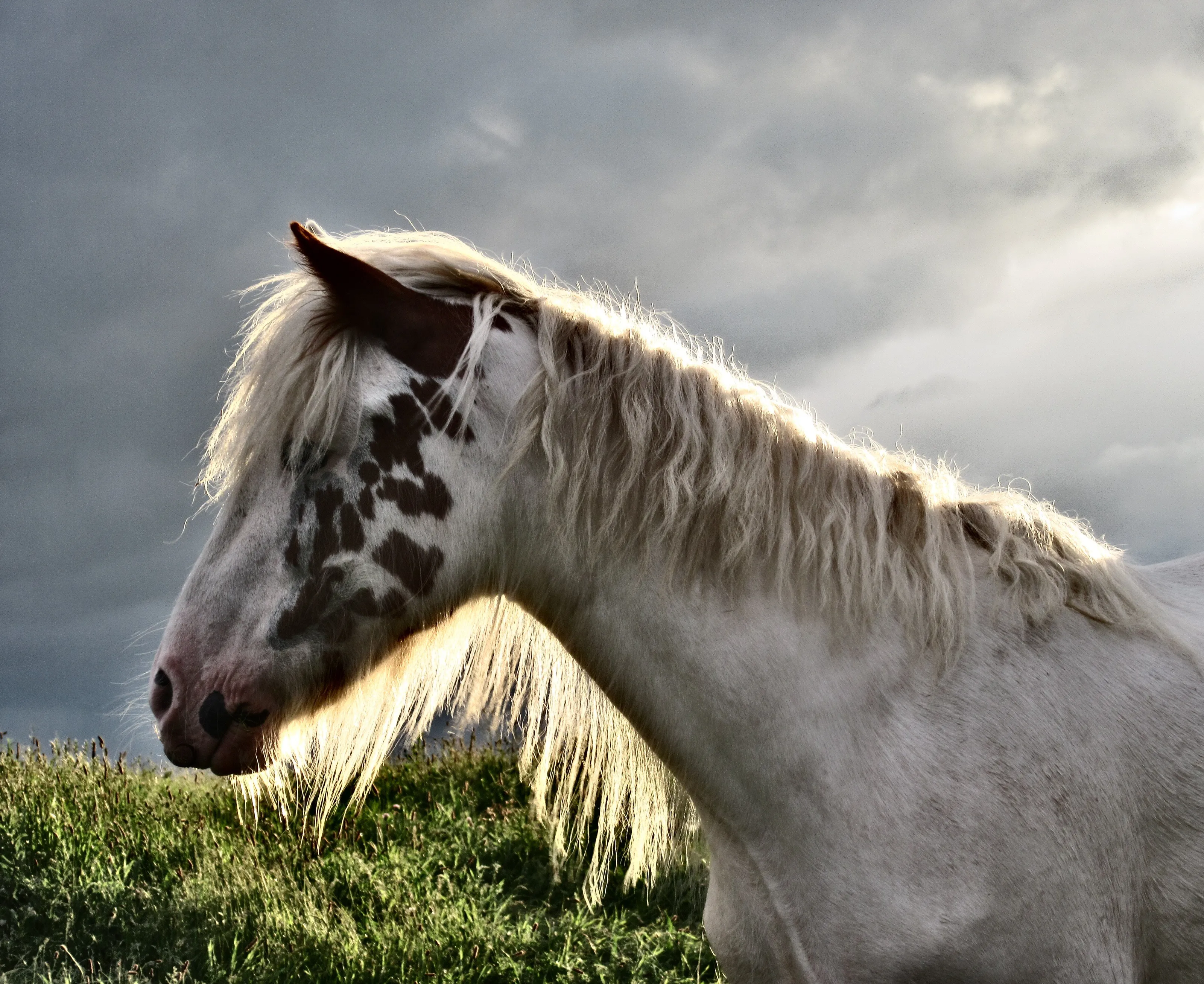 Horse in sunset