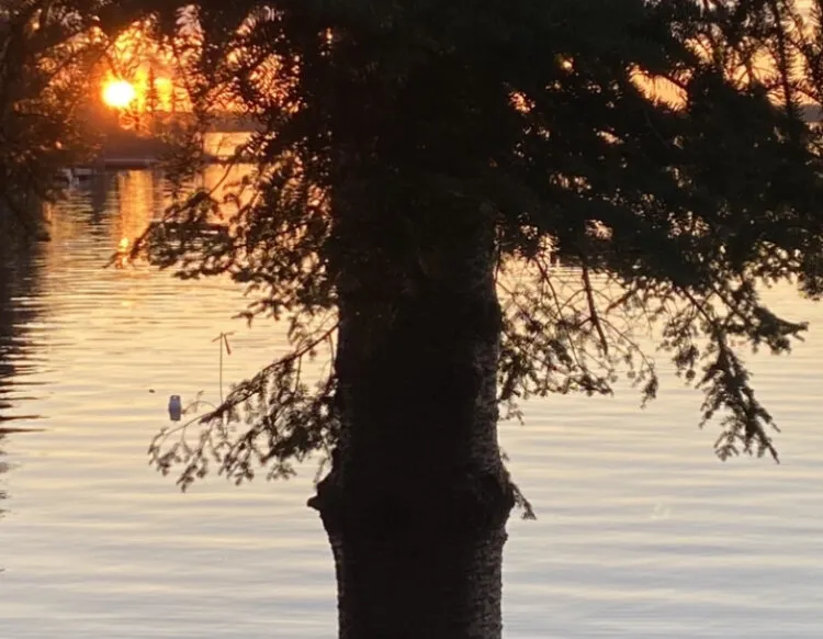 Hiding Behind The Tree