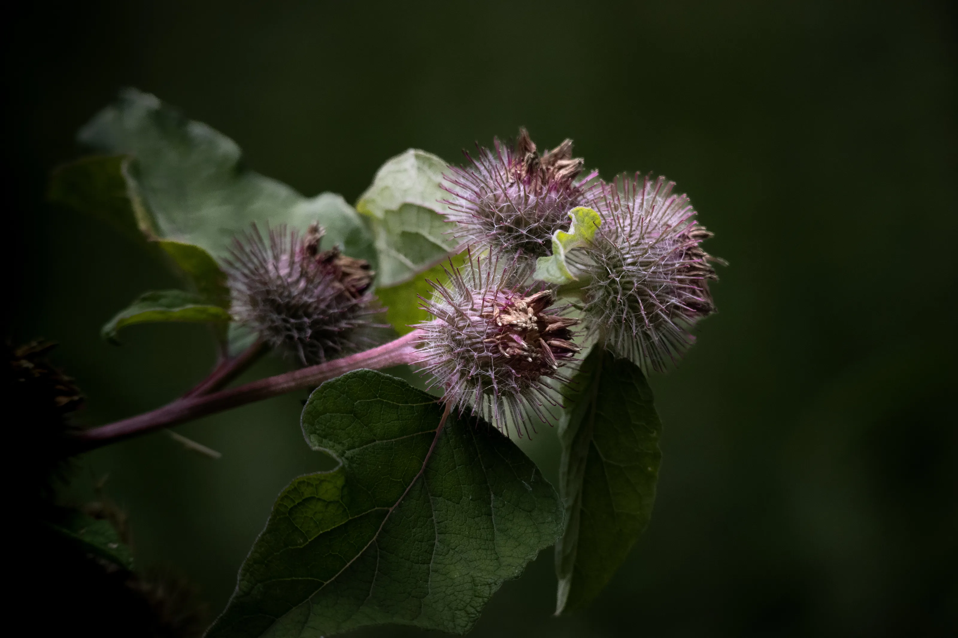 Burdock