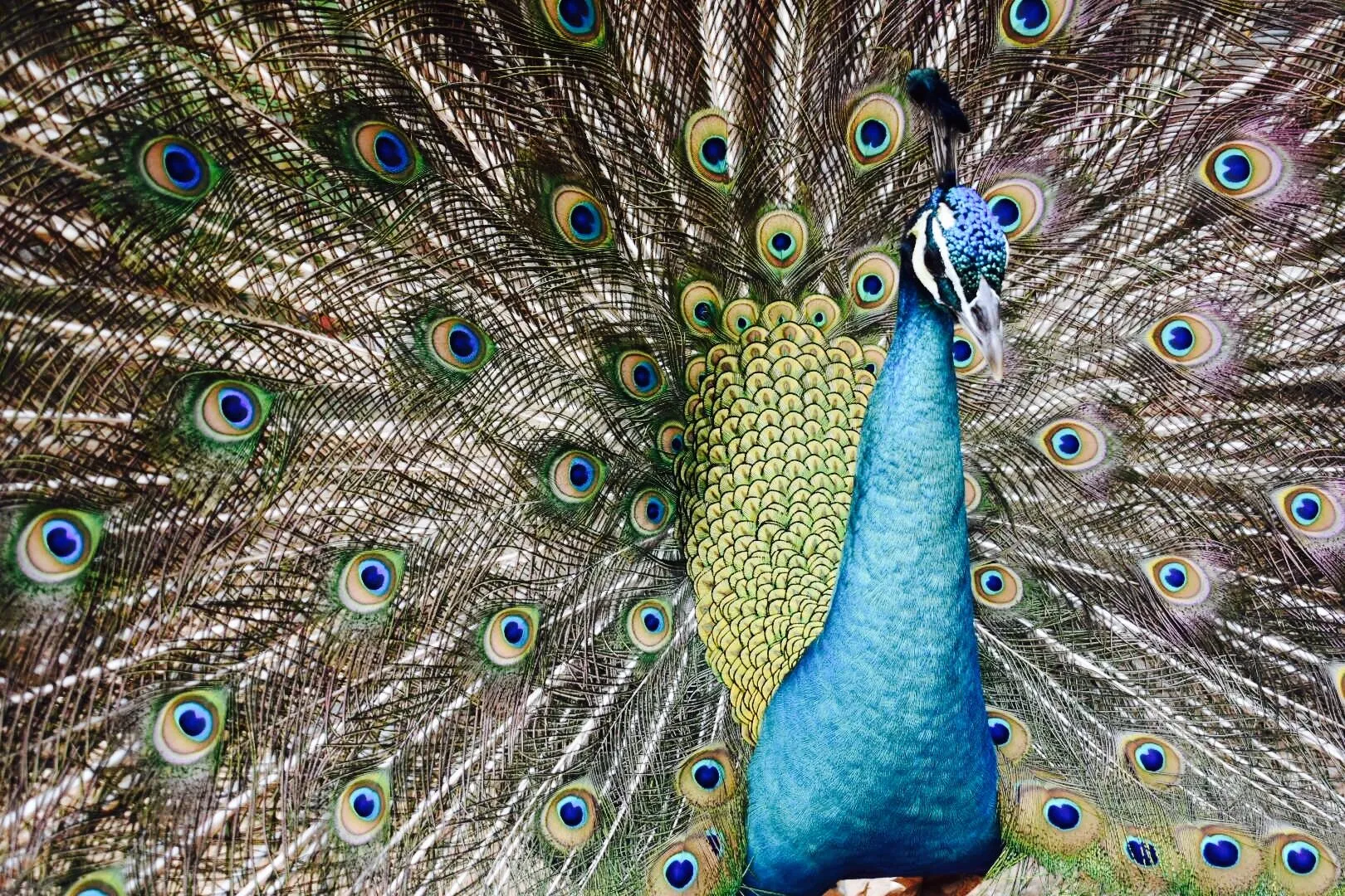 Beautiful Peacock