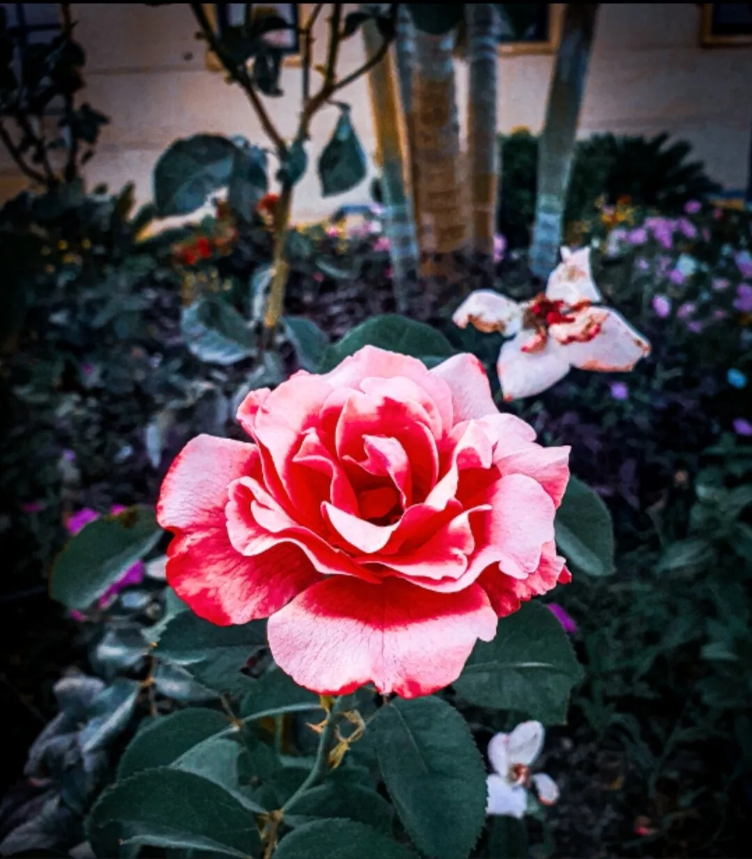The rose