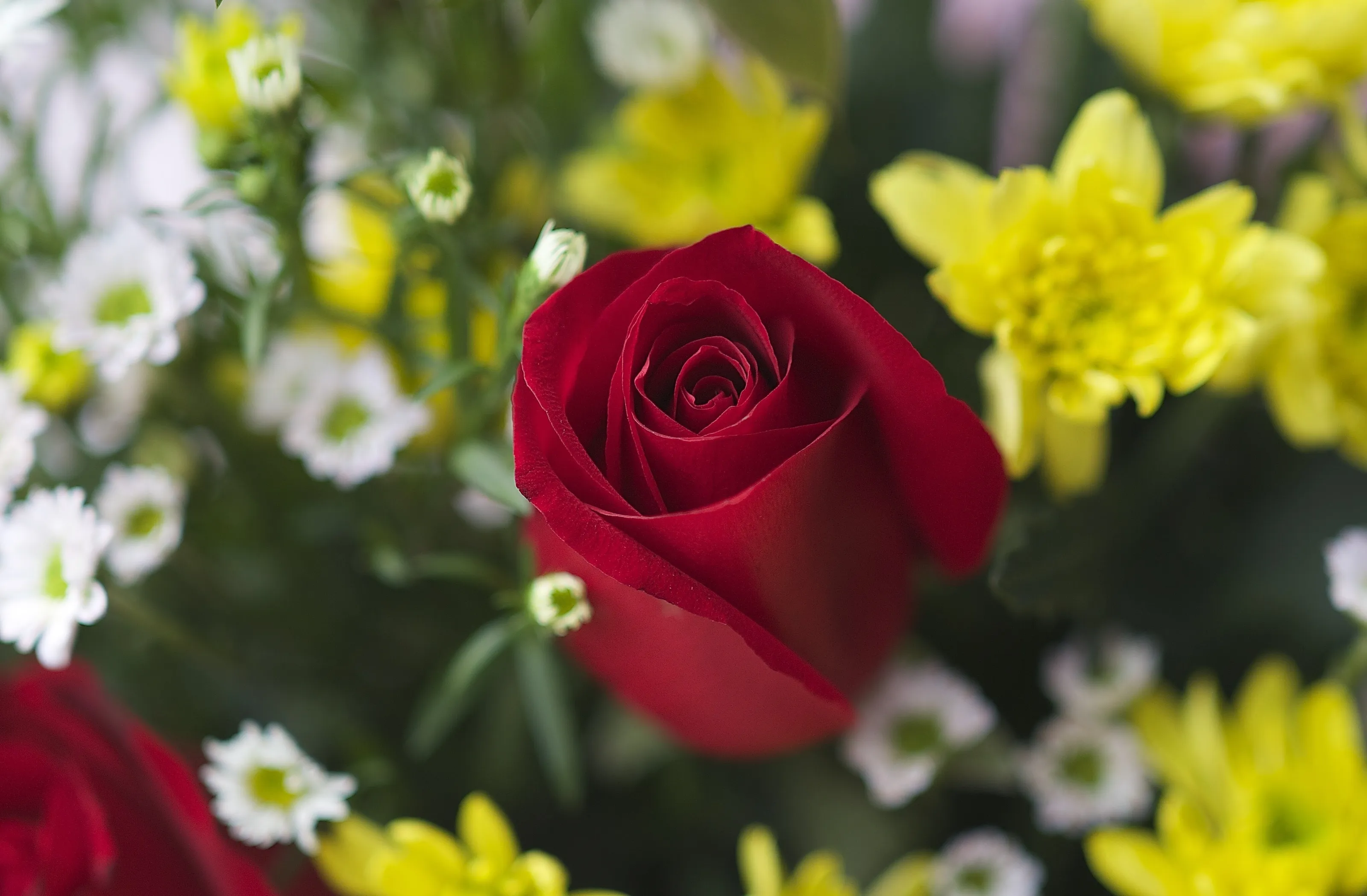 "That one Perfect Rose"