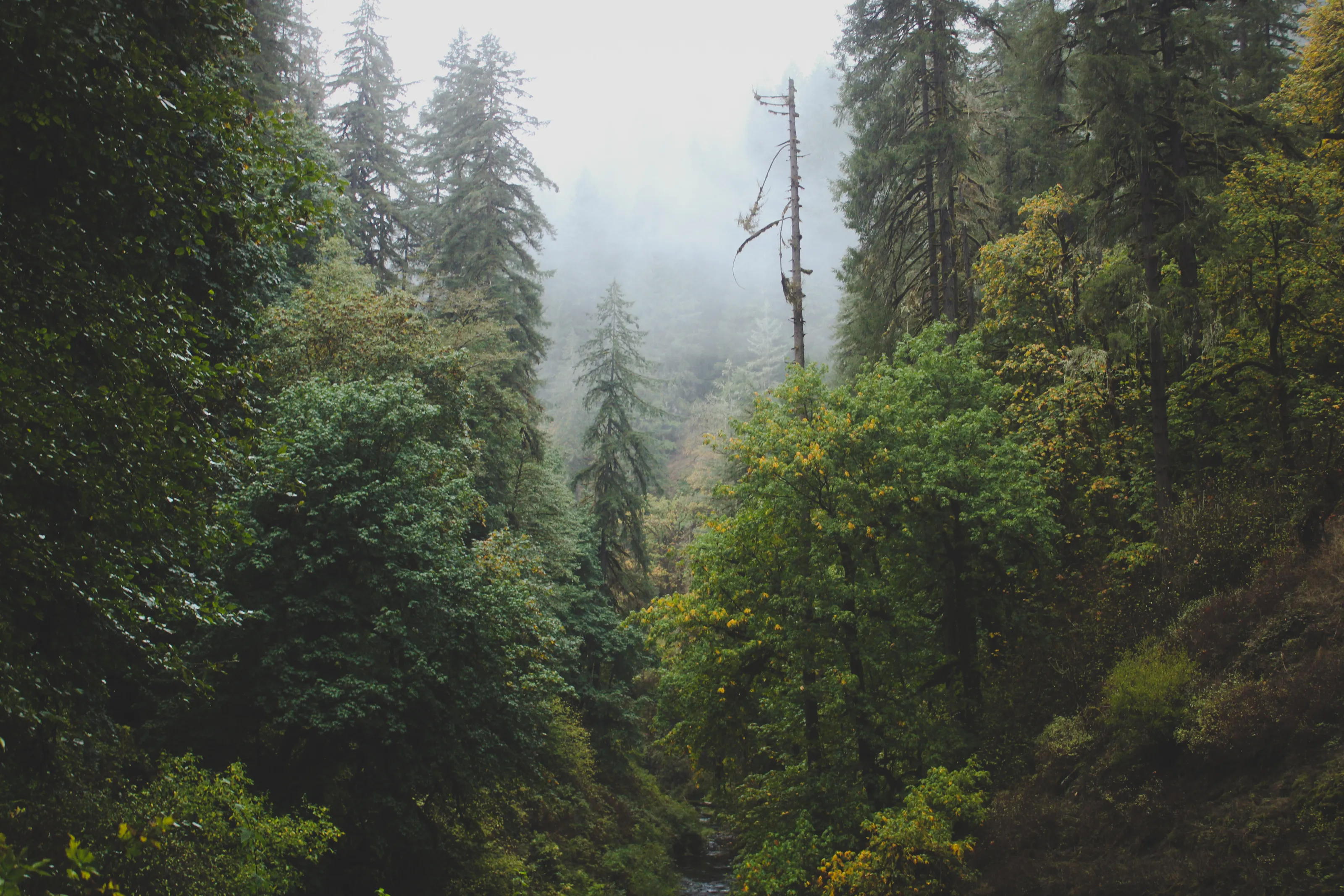 Silver Falls Oregon