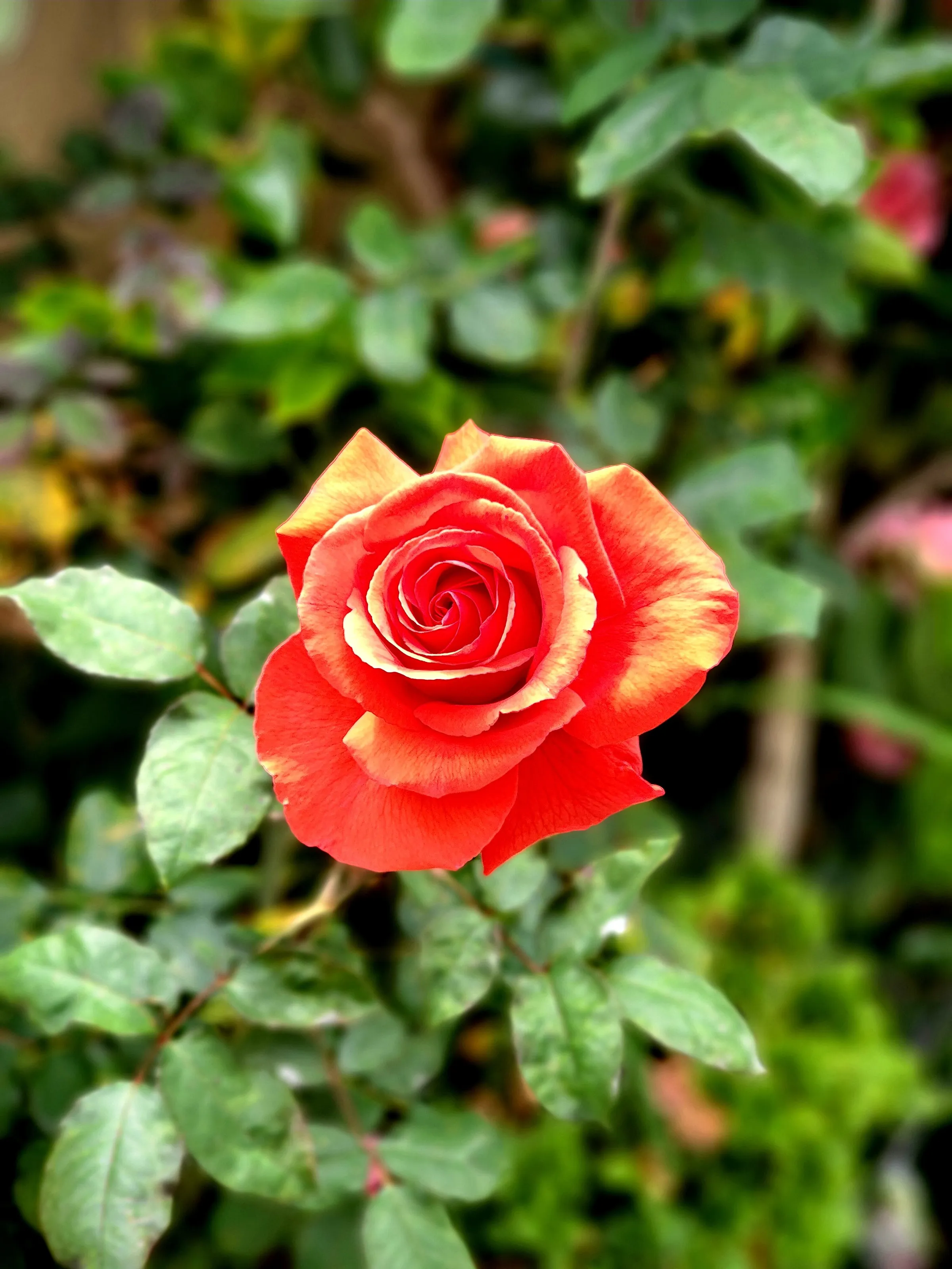 Garden rose