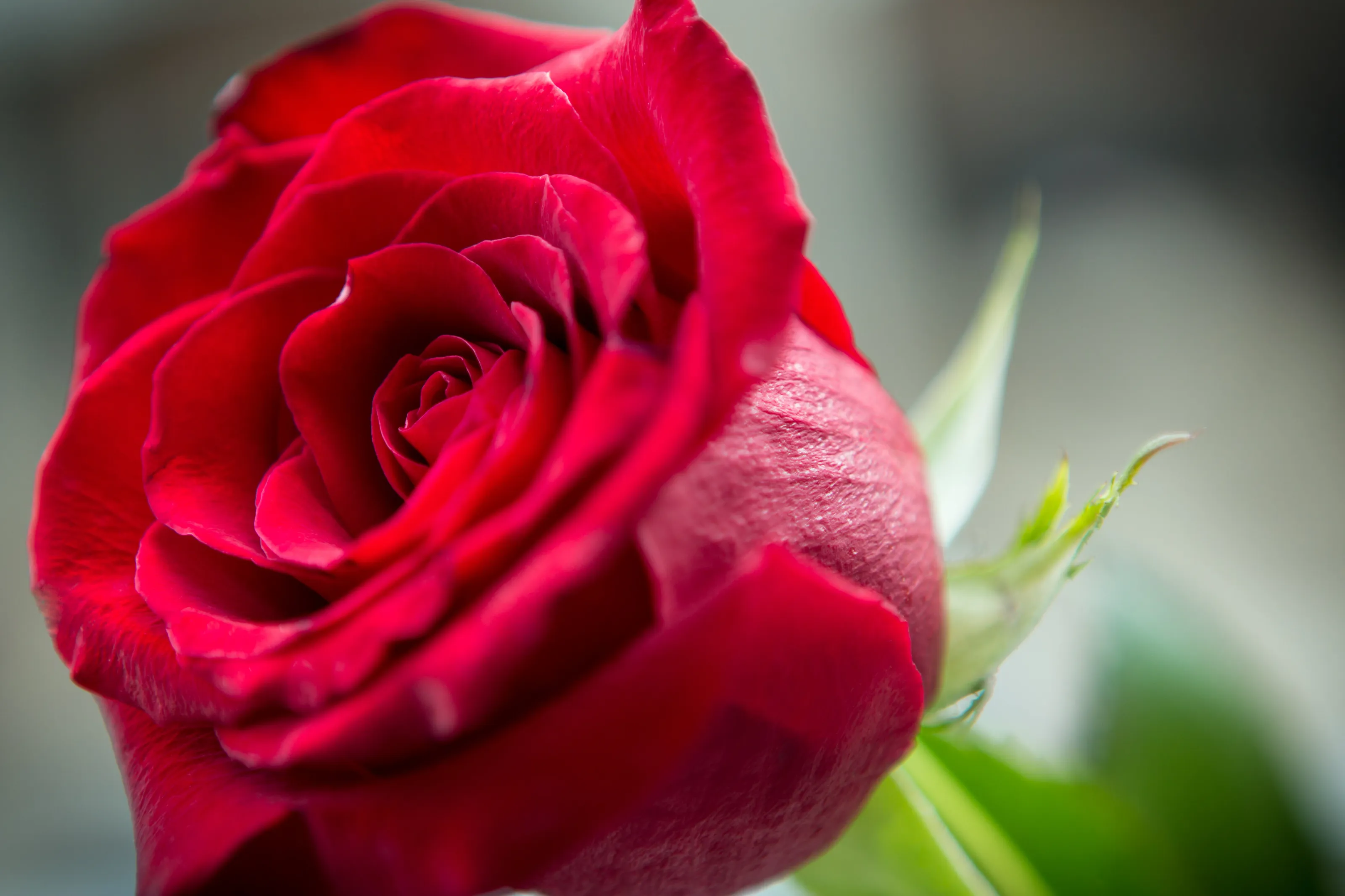 Red Rose
