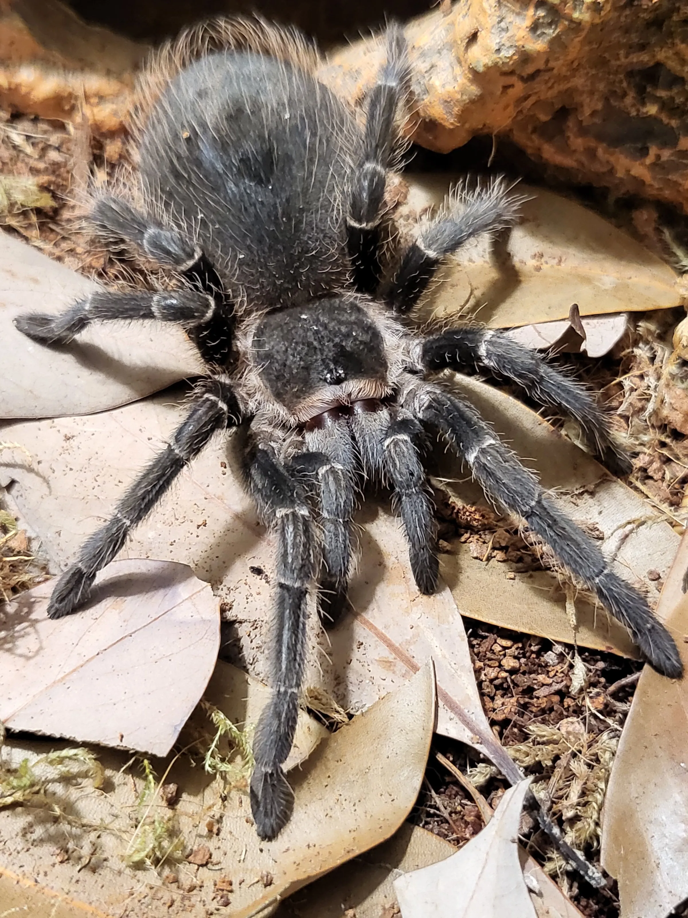 Tracey the tarantula