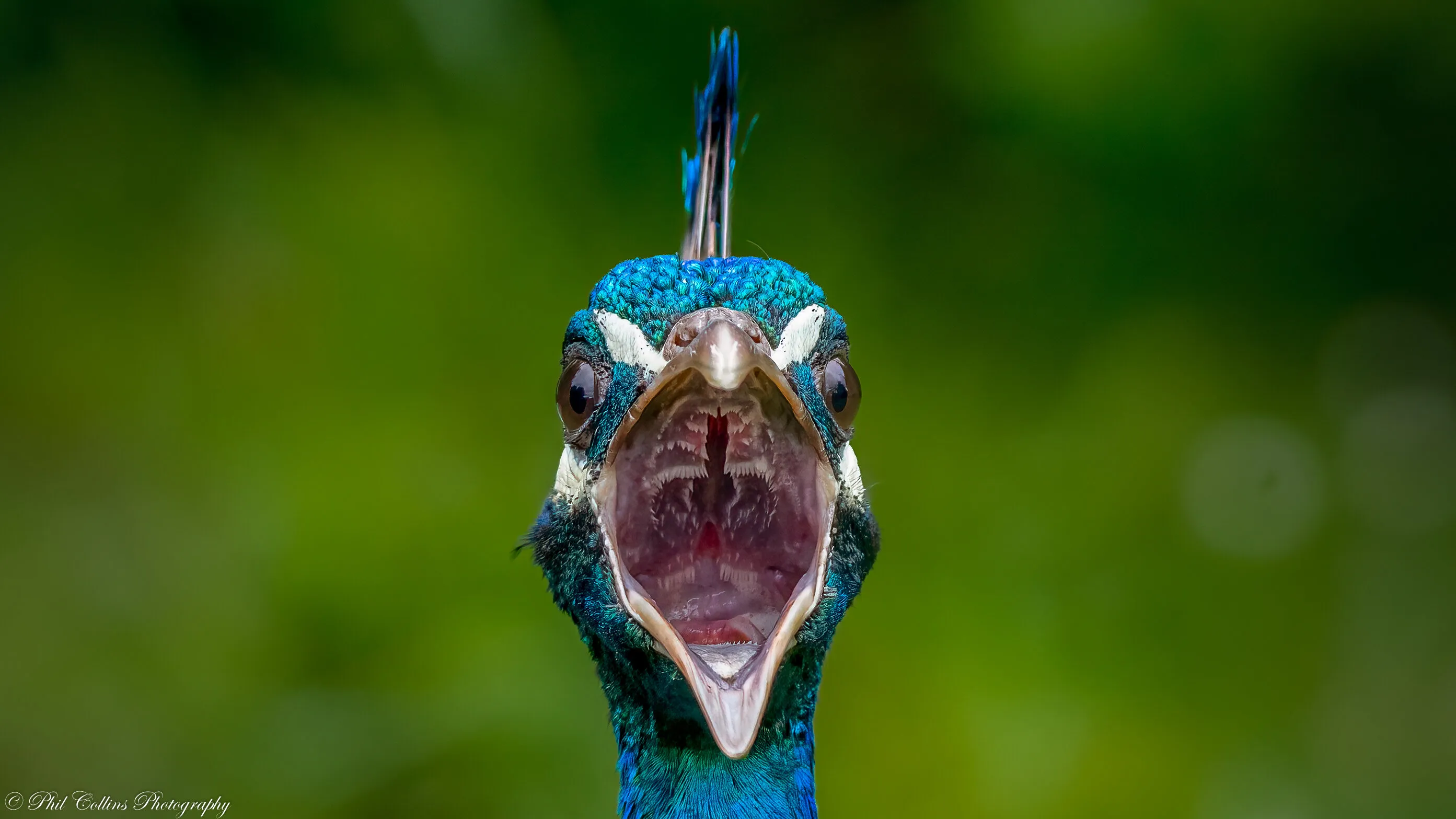 Peacock - I heard it then!