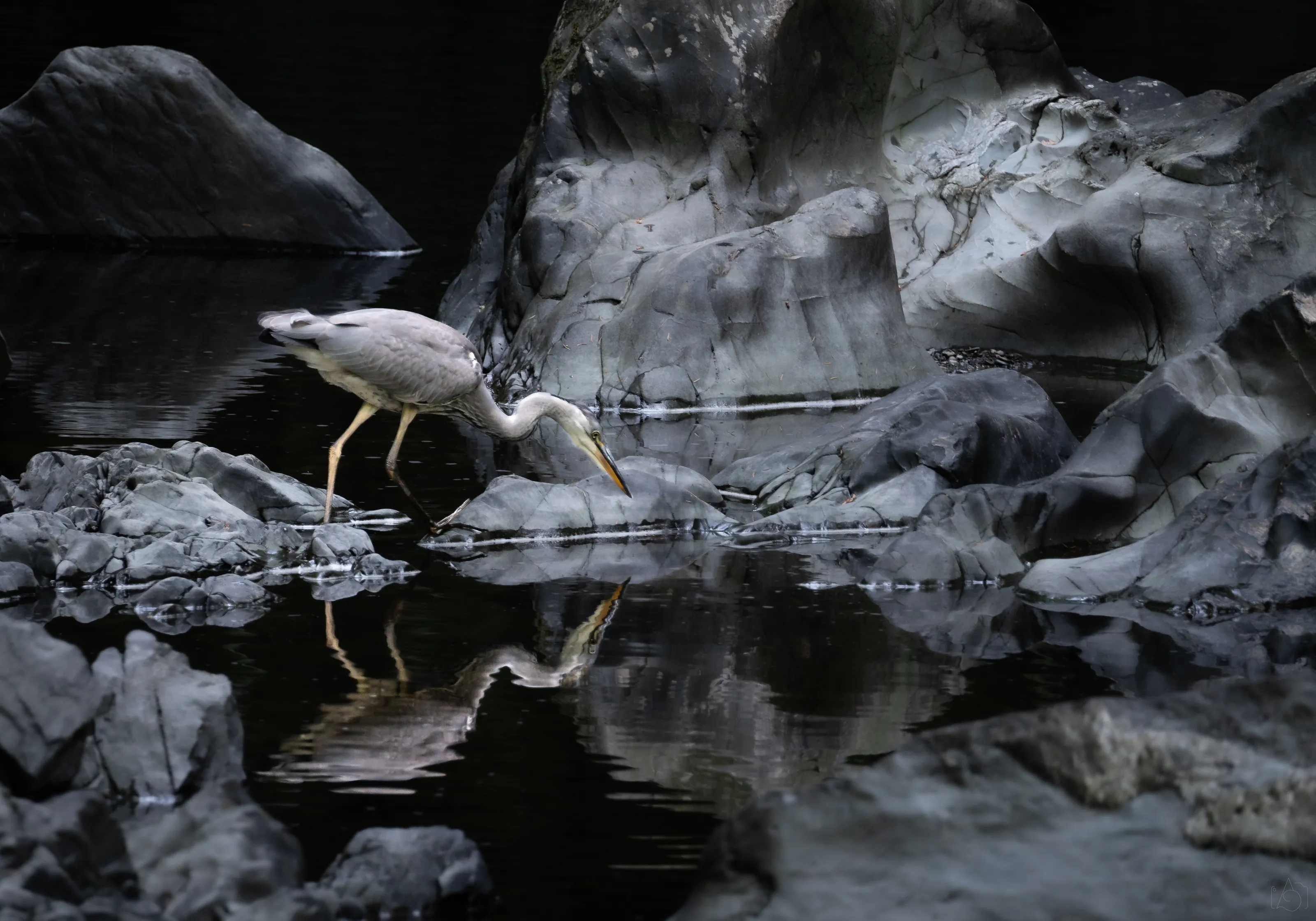 Grey Heron goes Fishing