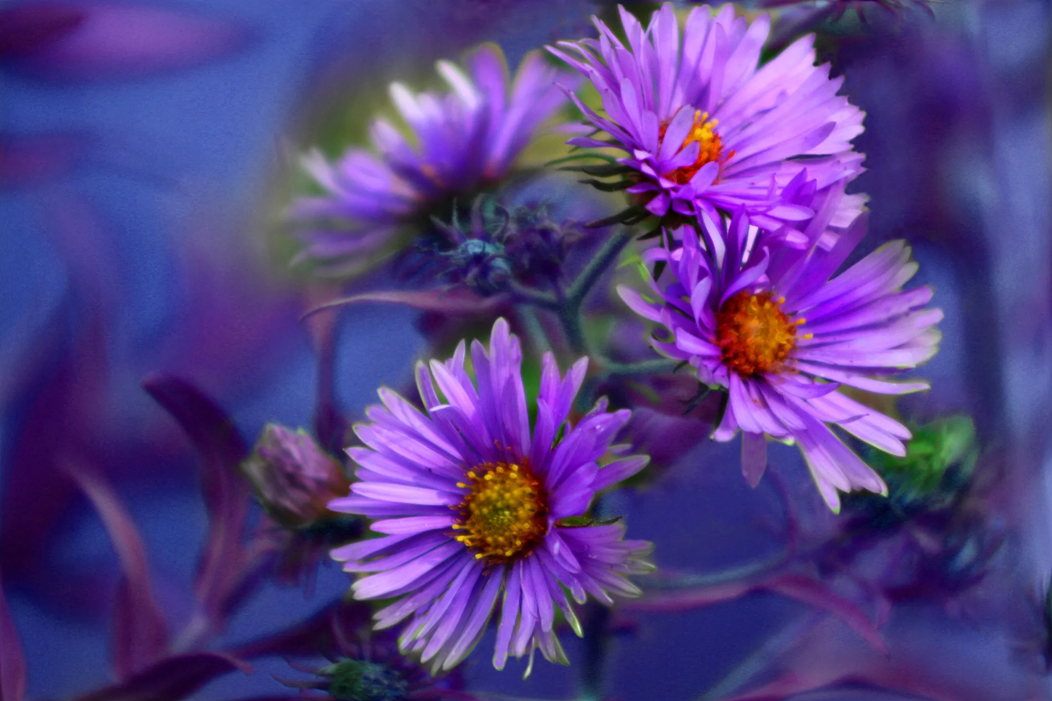 Purple