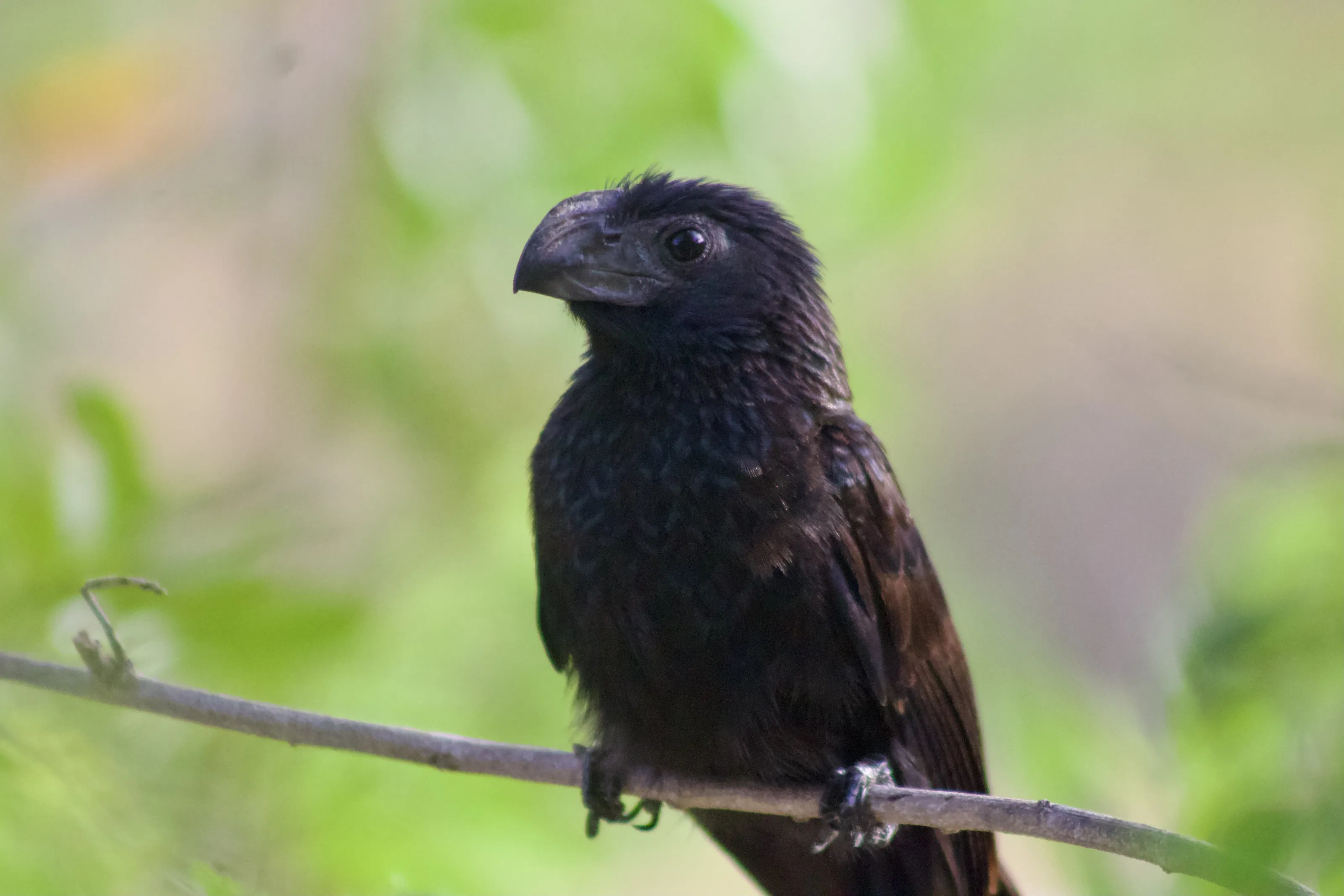 Groove-billed ani portrait