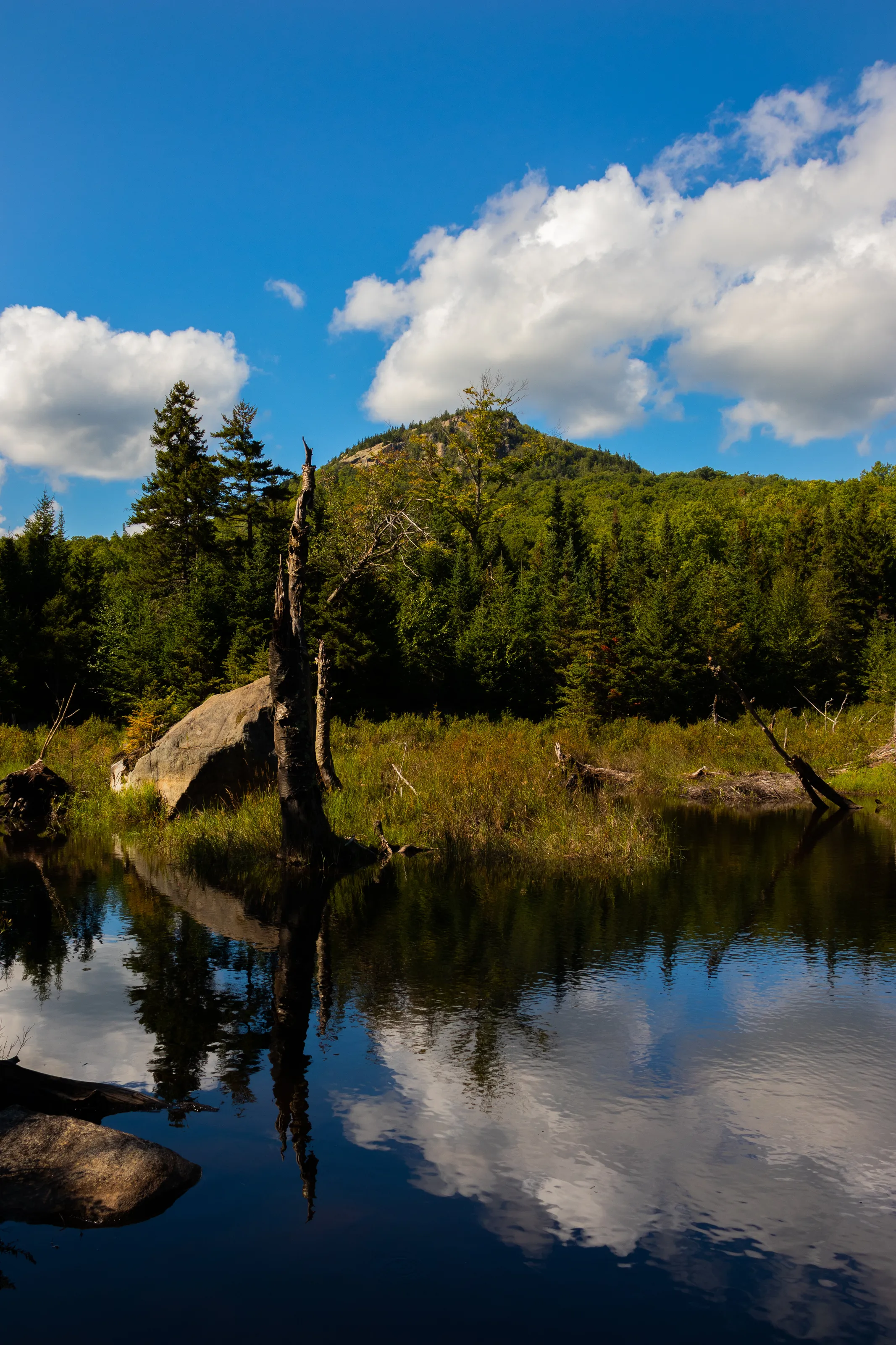 Adirondack Mountain Top Bog