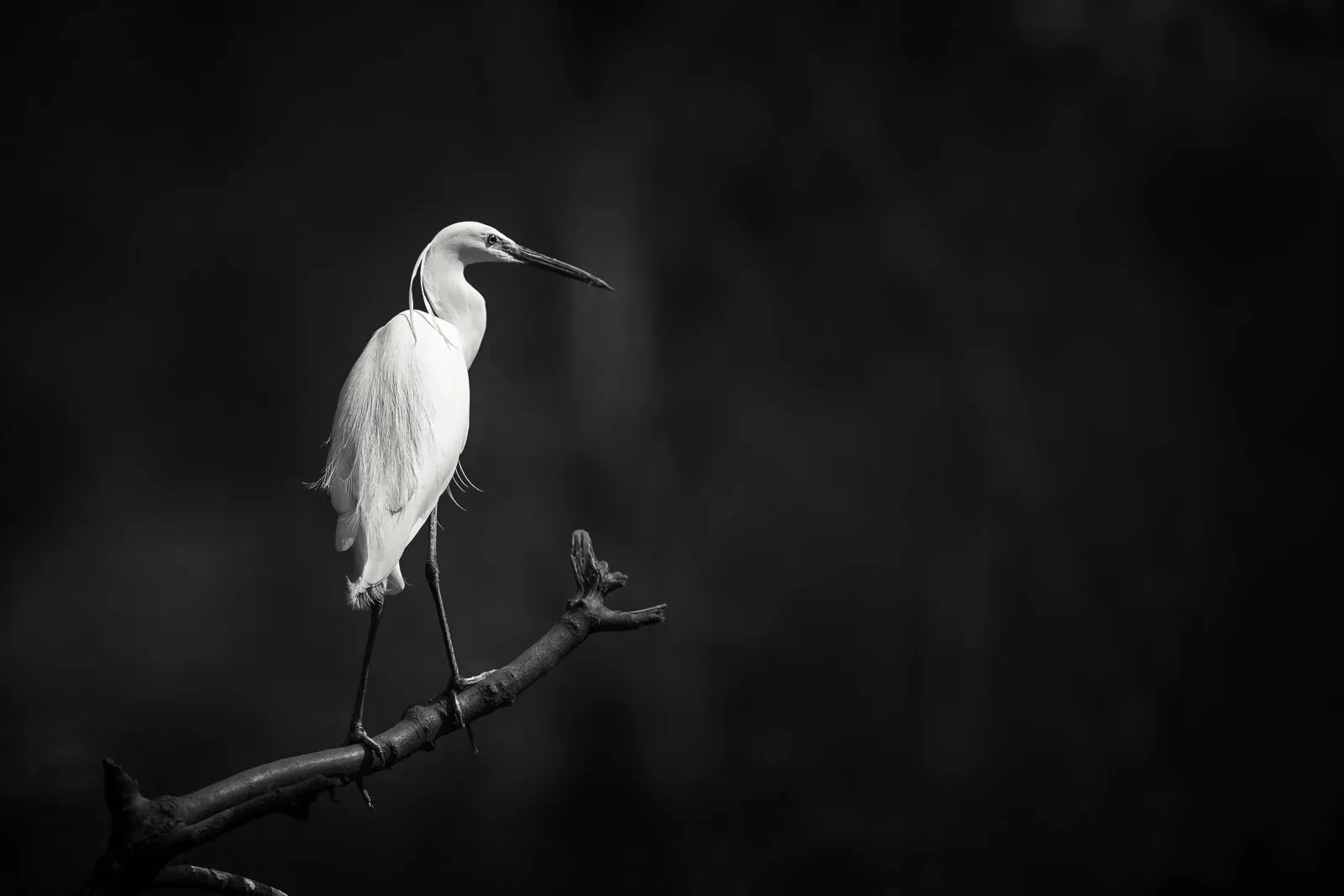 Perched