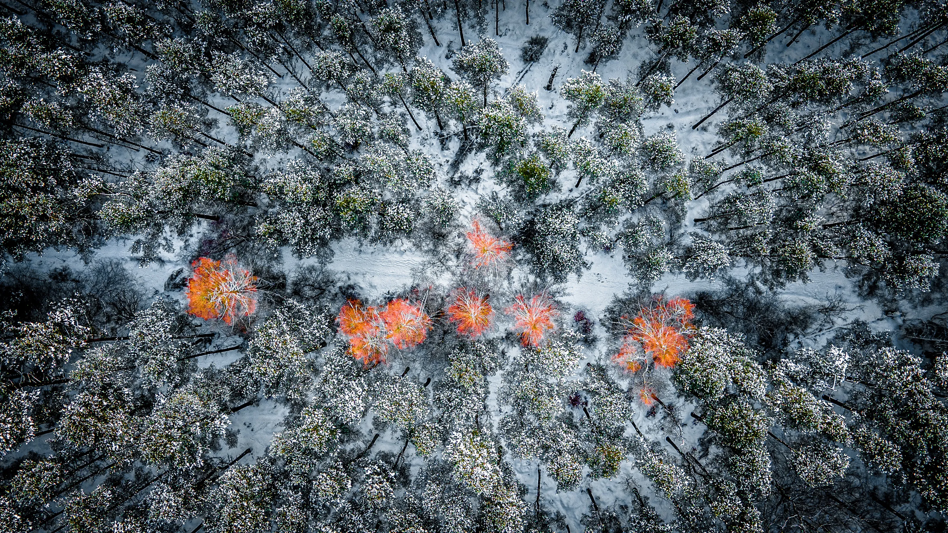 Countess Wells Forest