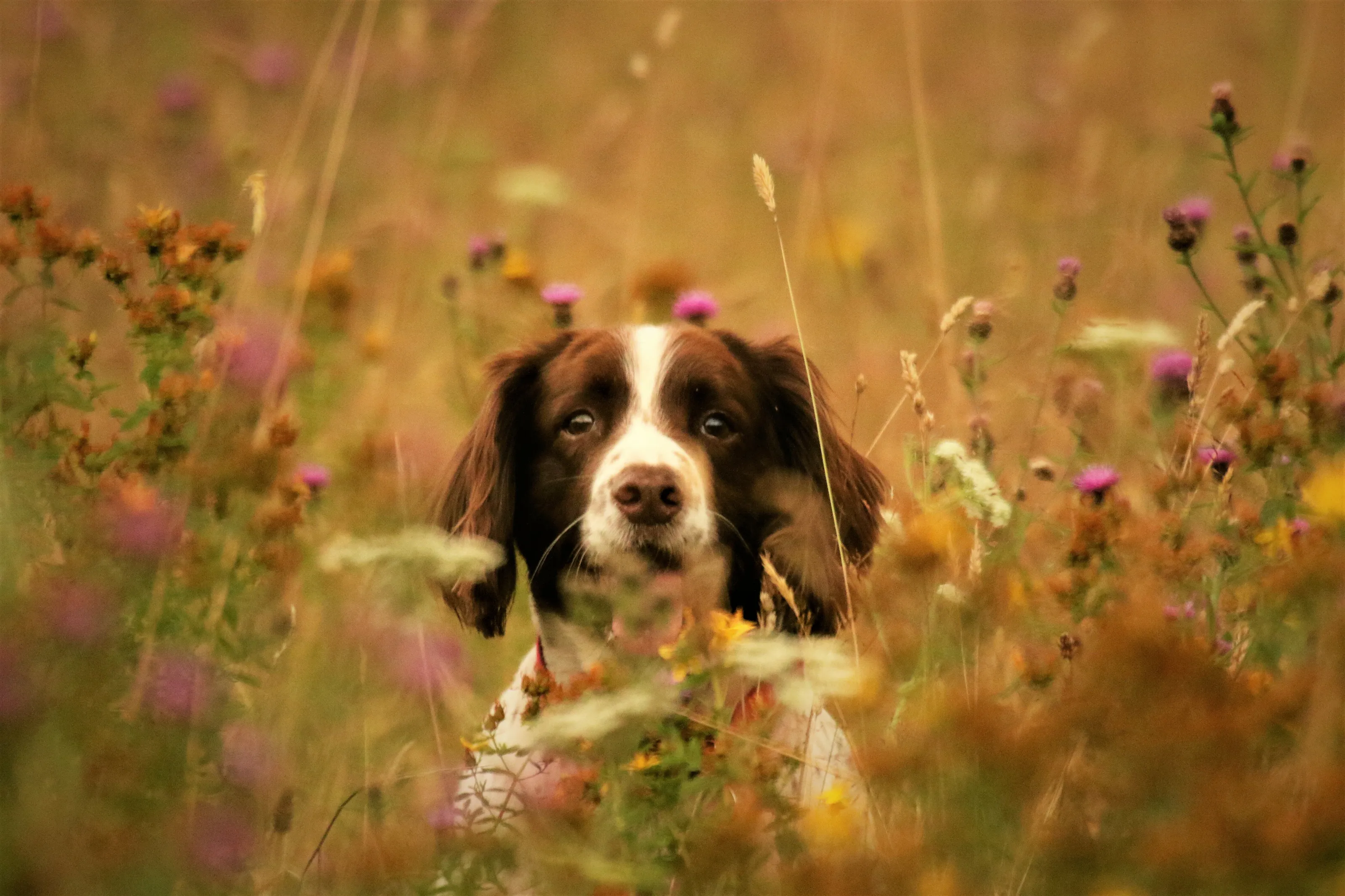 Spaniel in the wild flowers