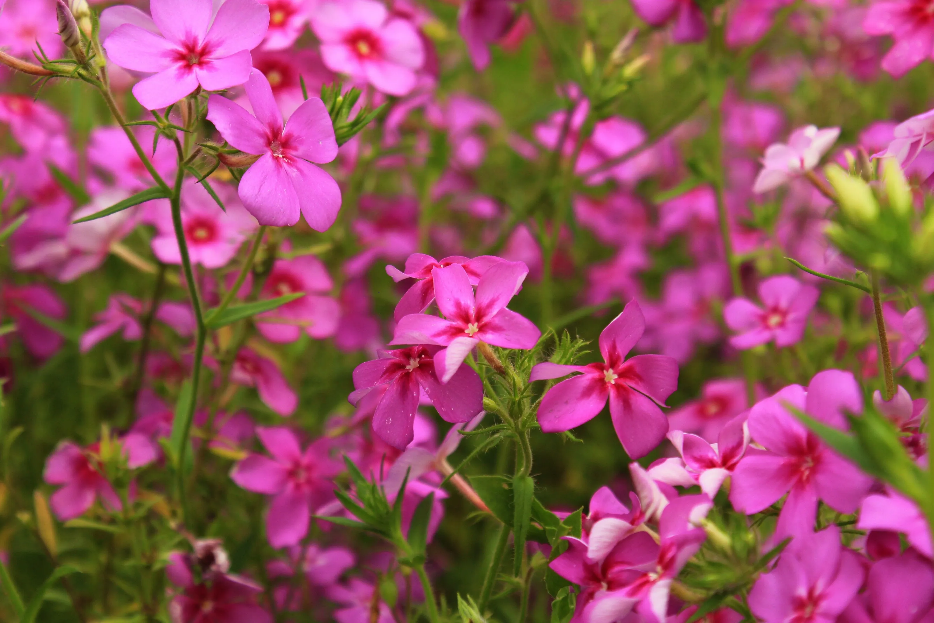 A Field of Flowers