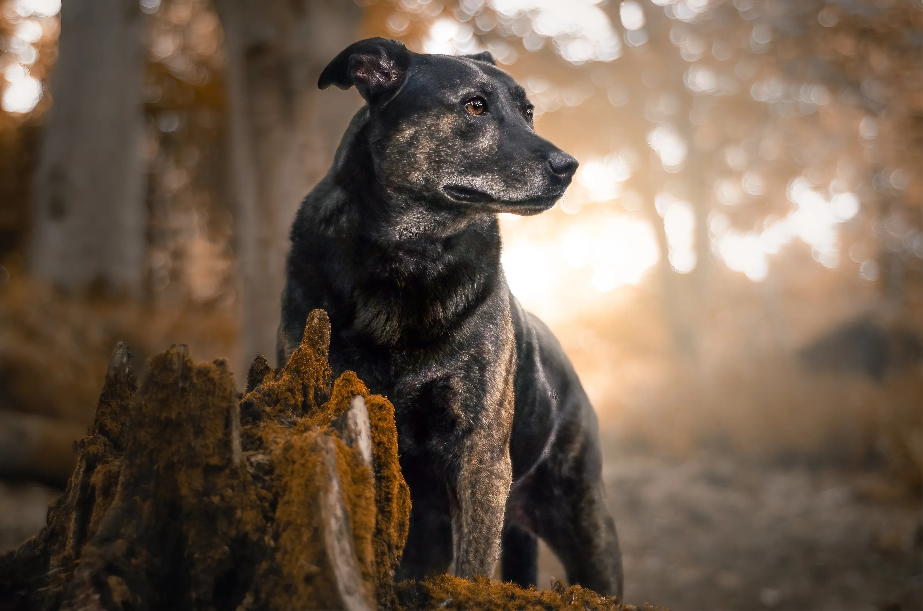 Toby in the Woods