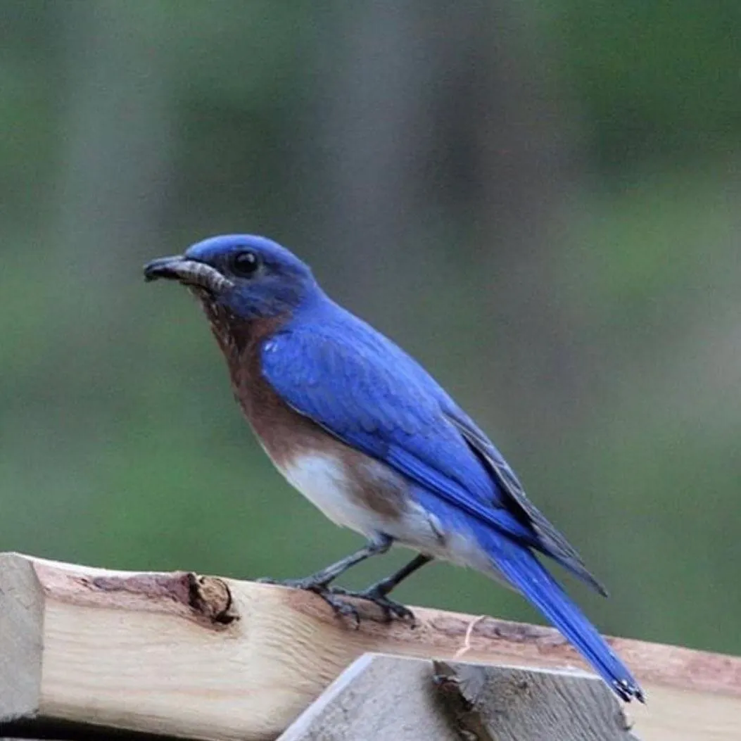 Eastern Bluebird Snack