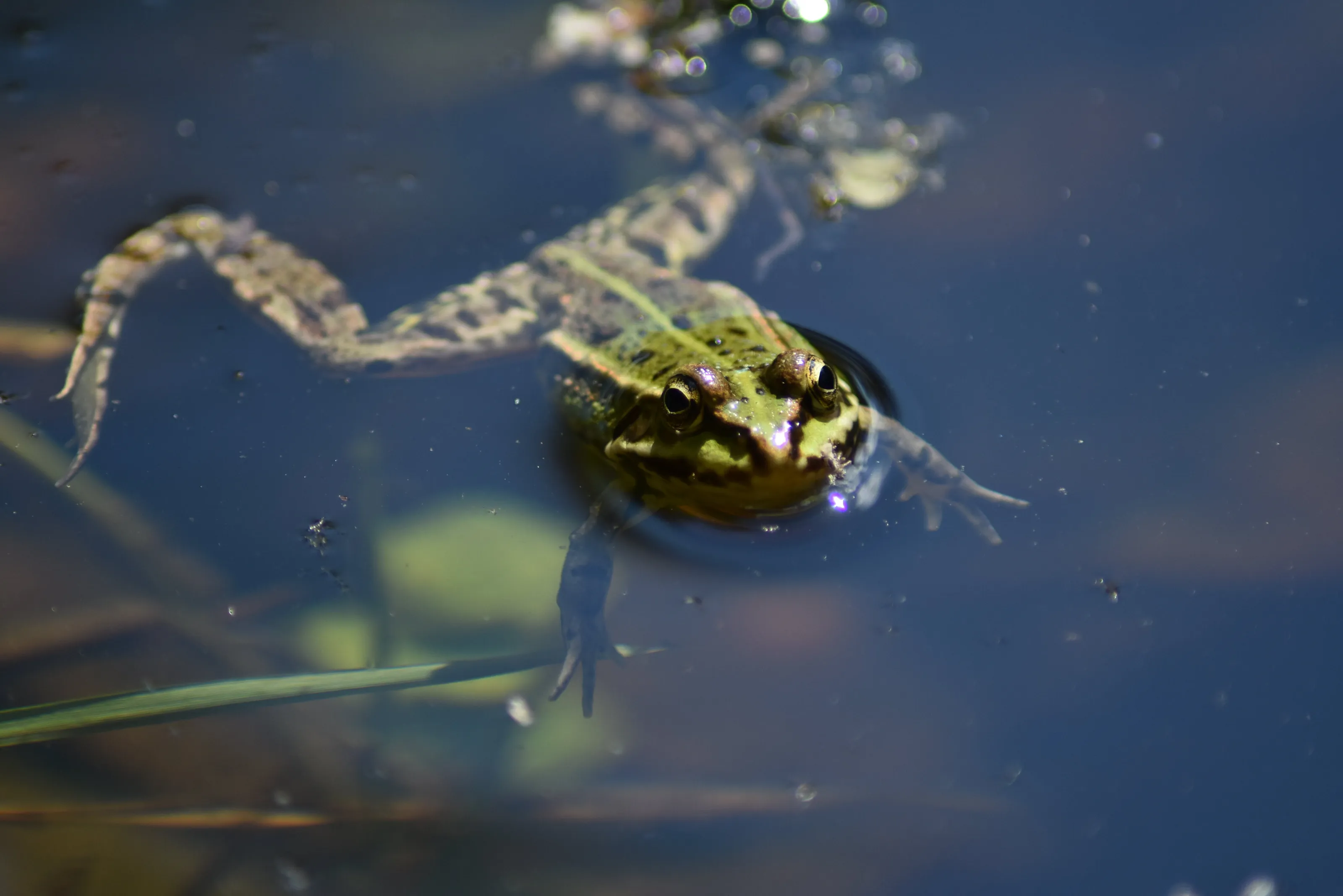 Frog from Trakošćan