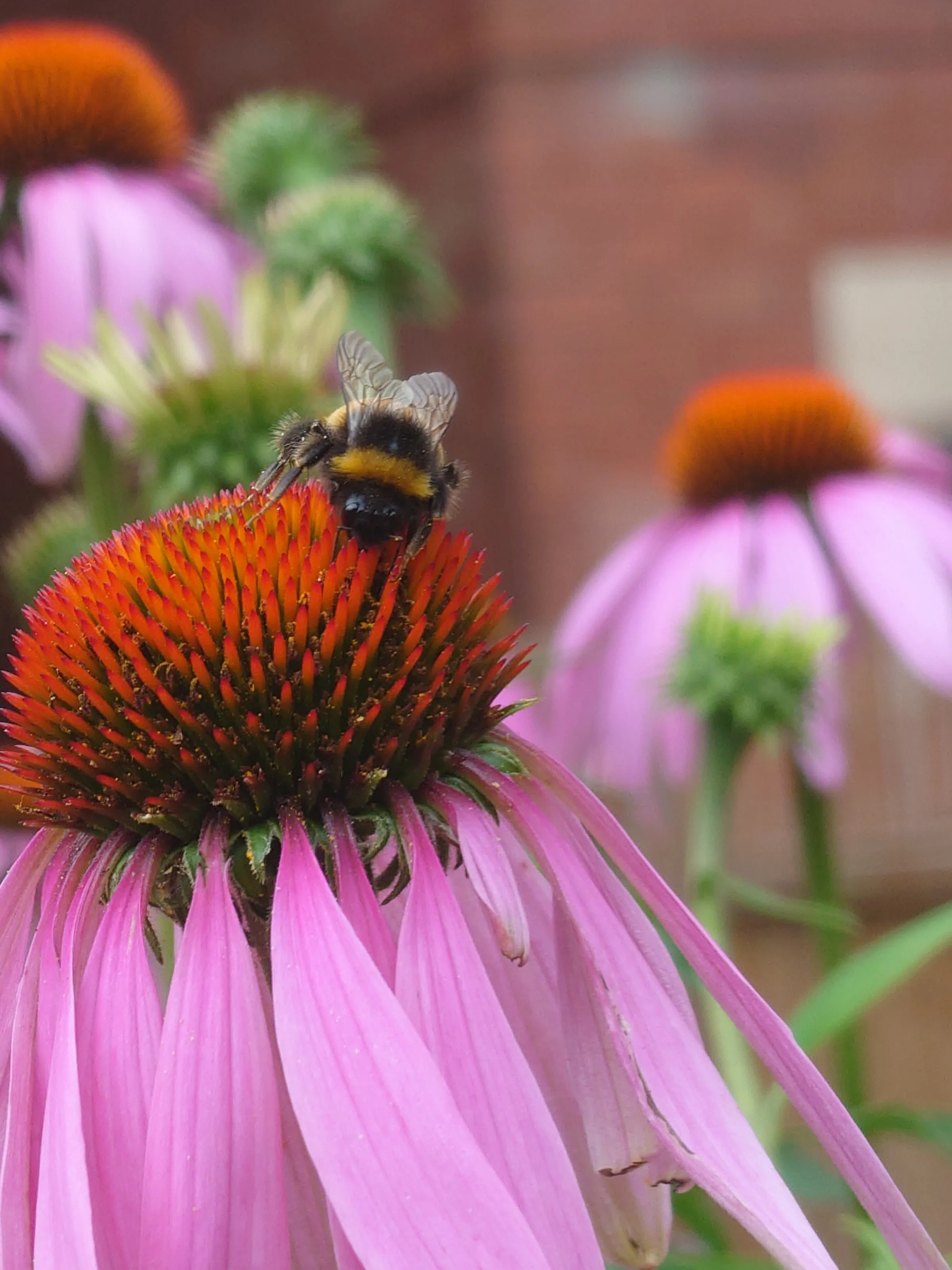 Bumblebee