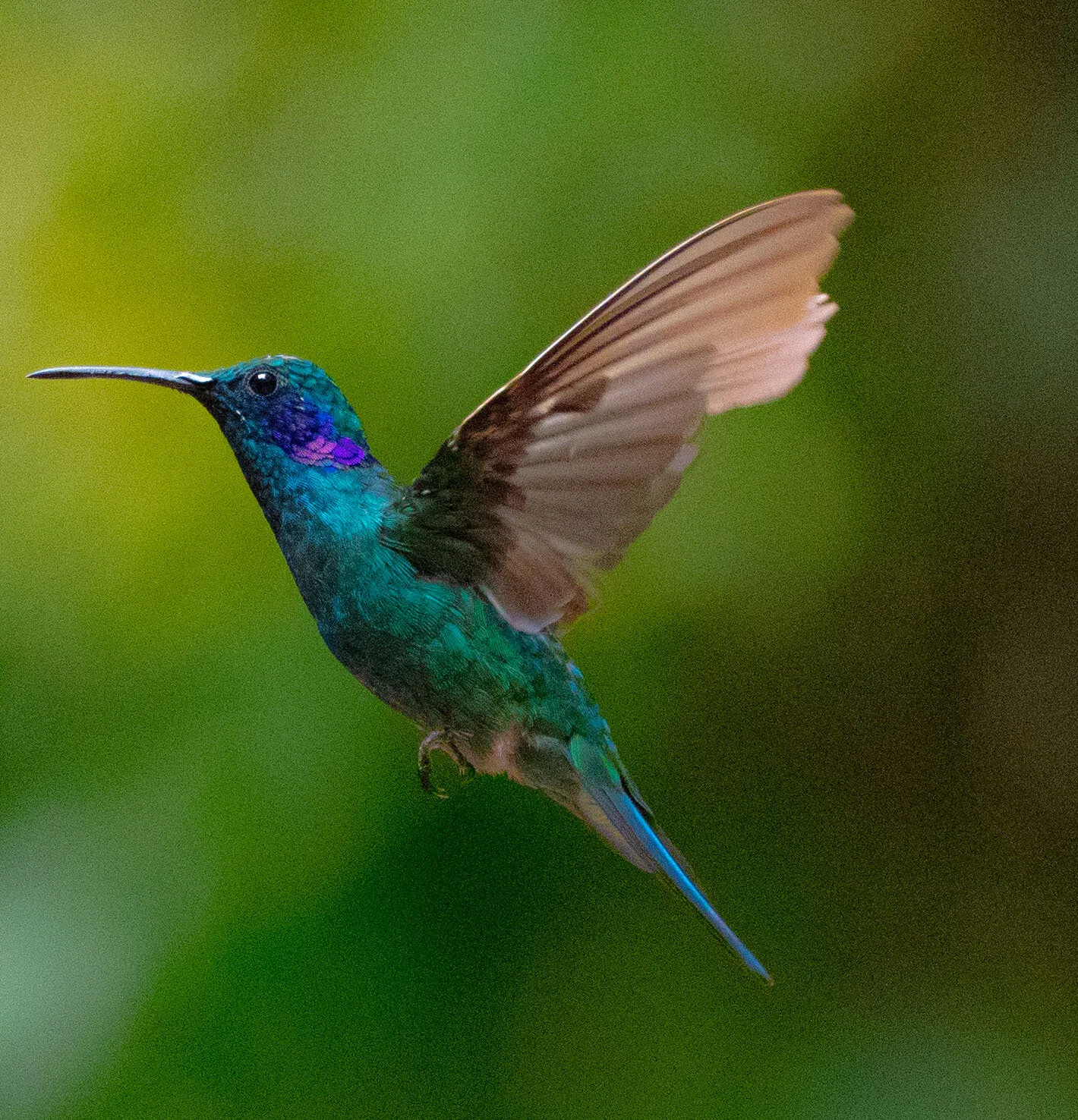 Humming Bird