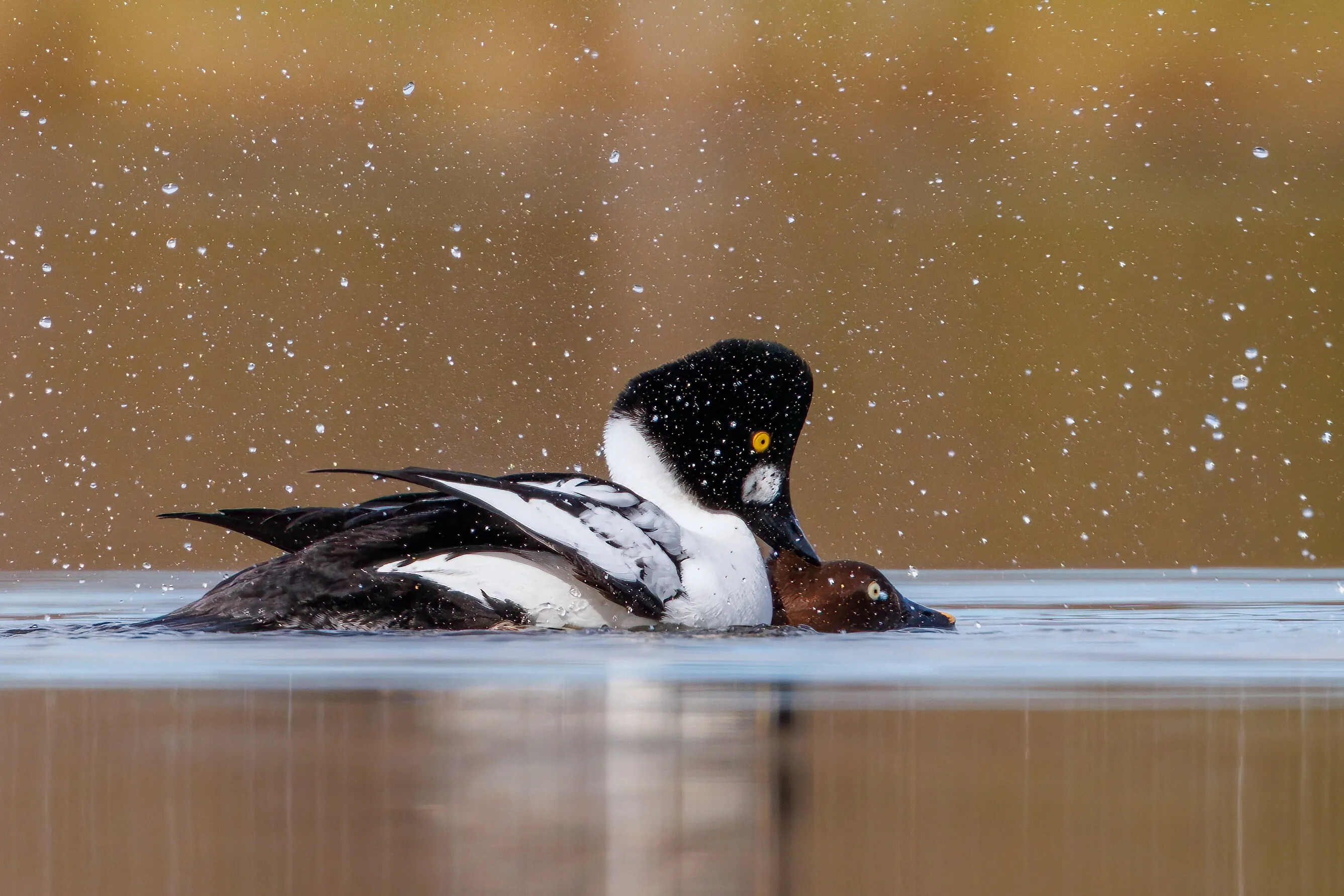 Common Goldeneye Duck couple. Or Kvinand