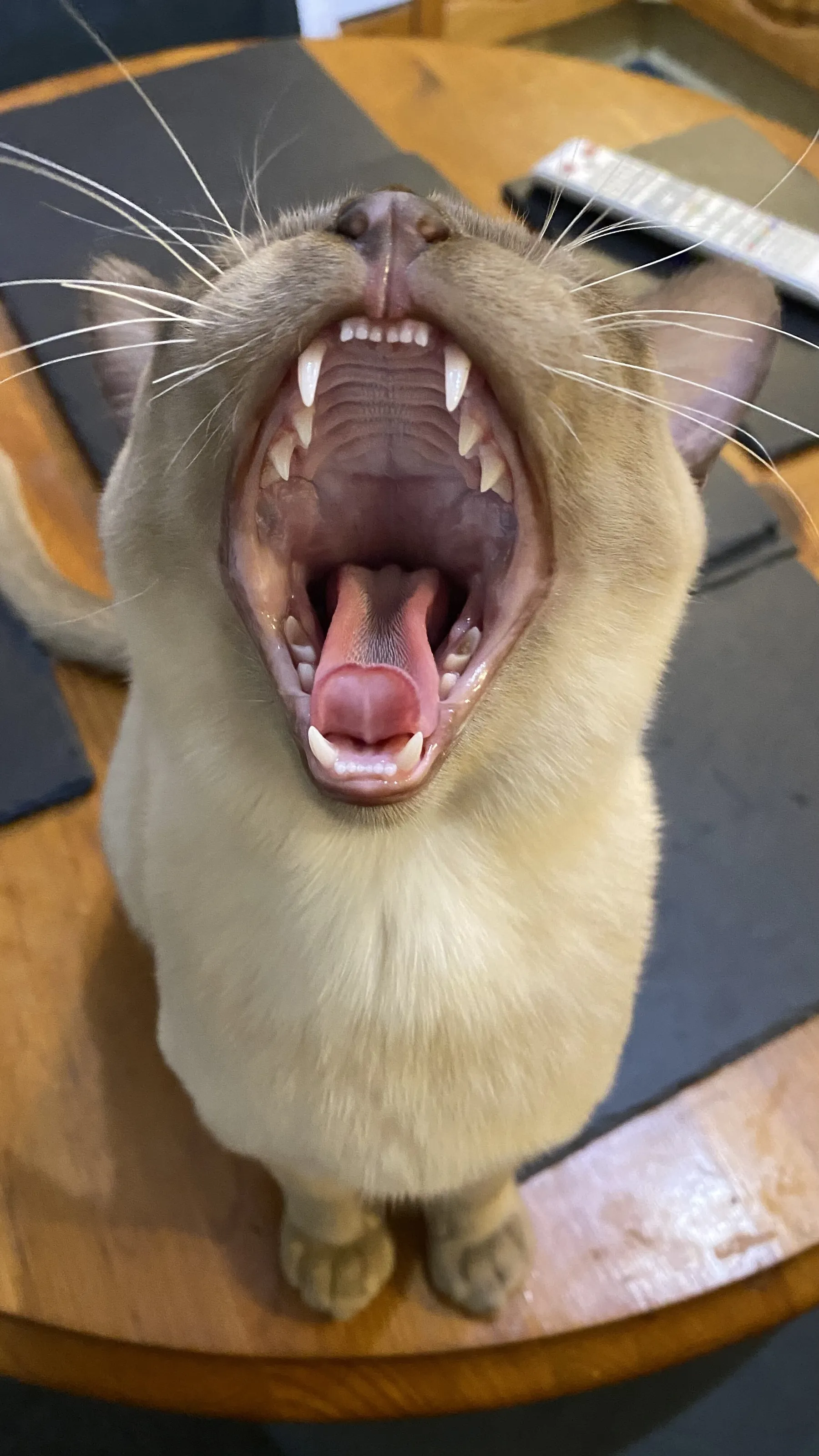 The Tiger Roars