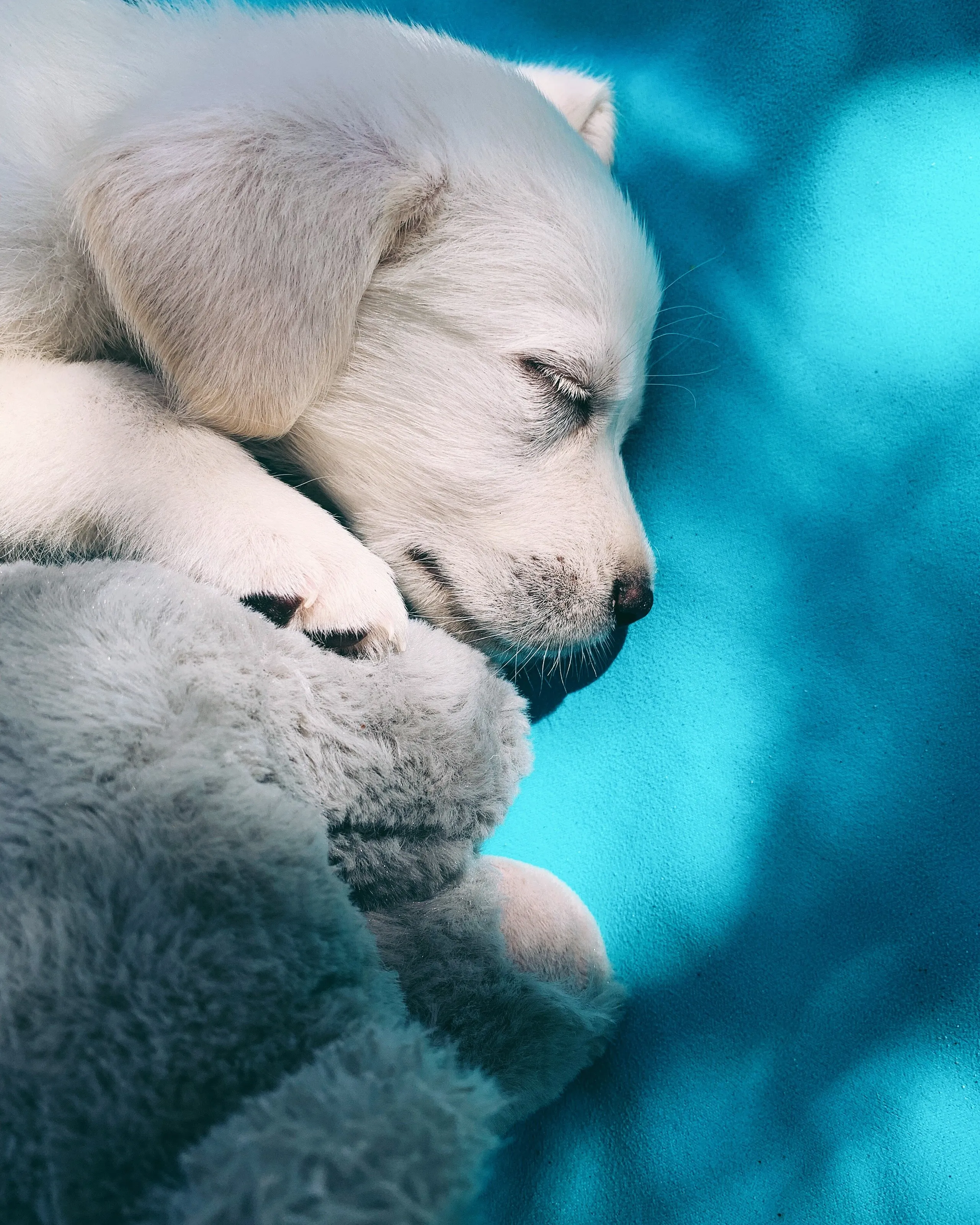 Sleepy Kiko