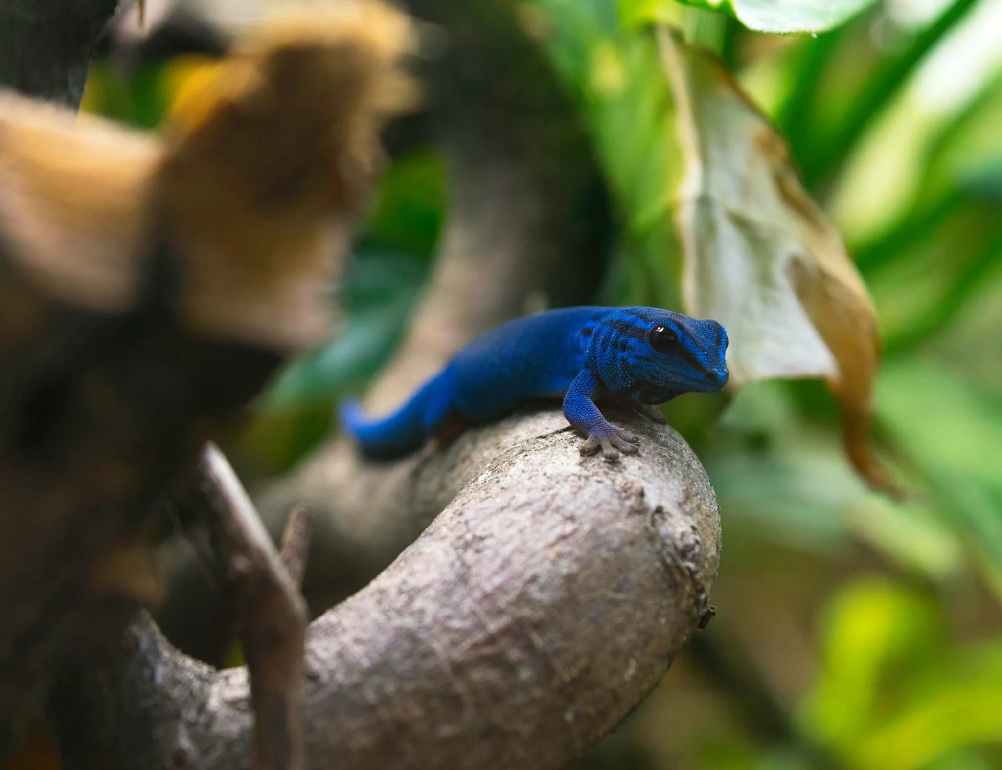 Little Blue