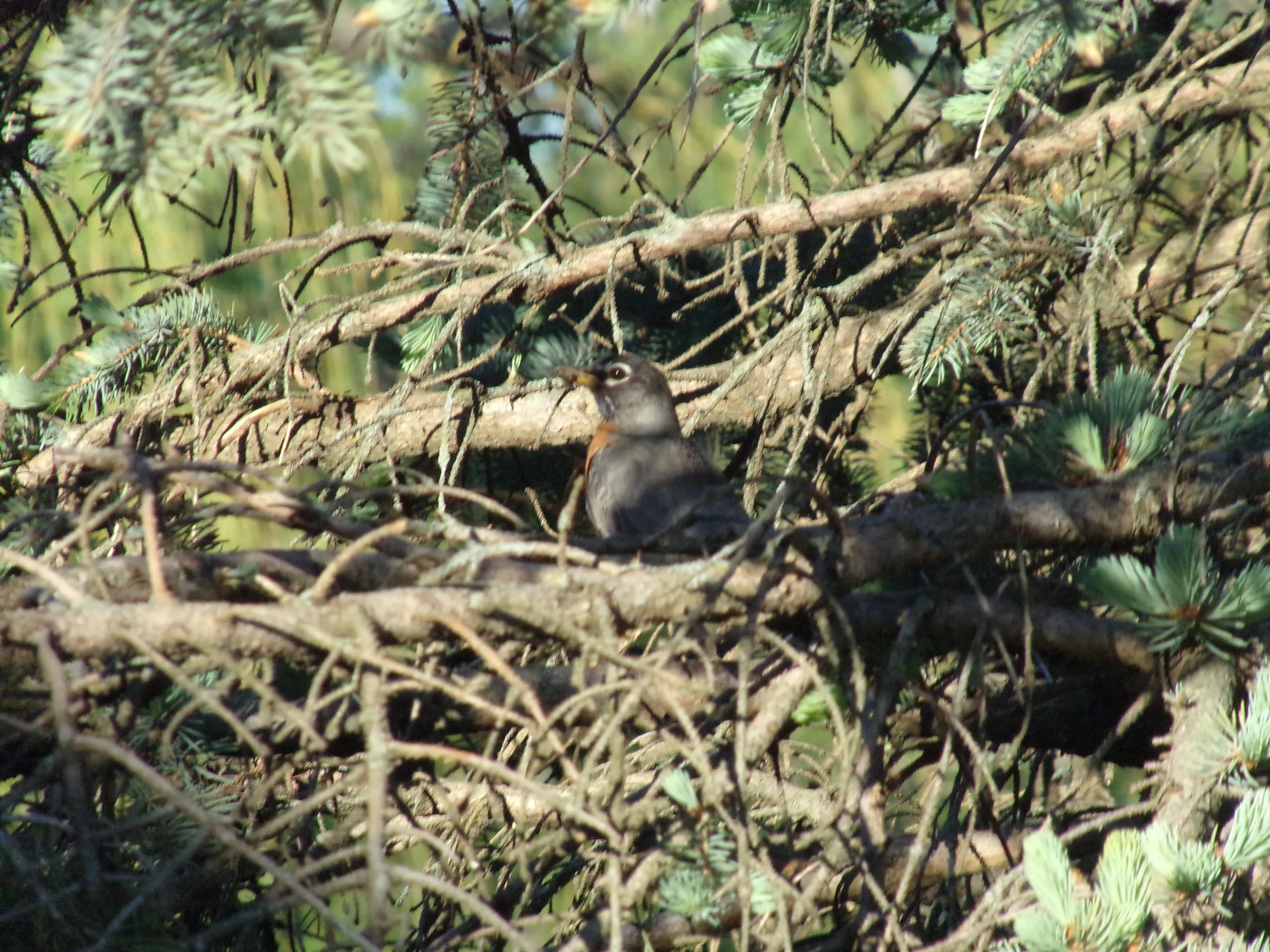 Robin in a tree