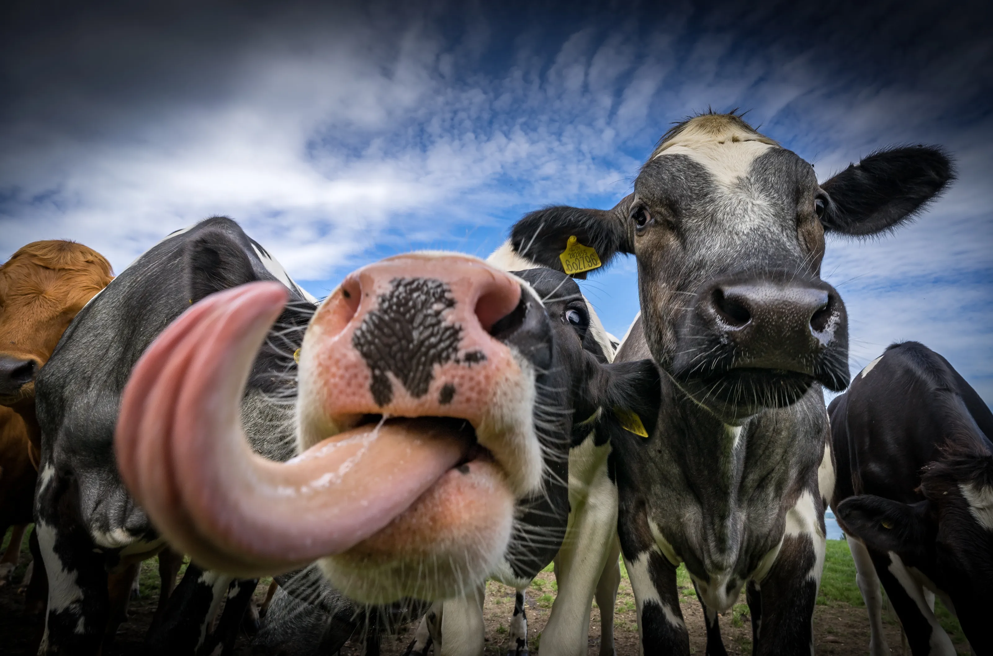 Give us a kiss!