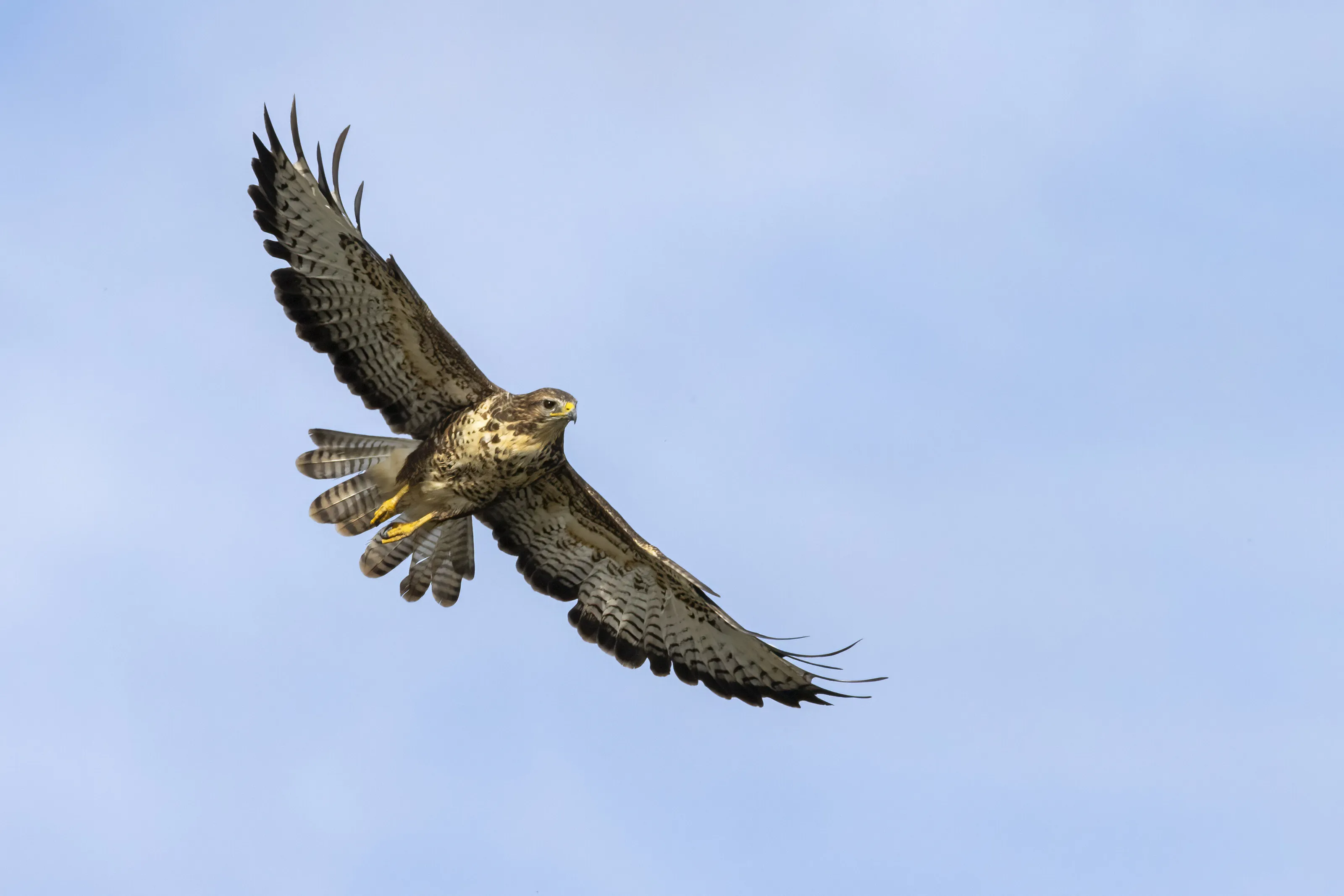 Banner image