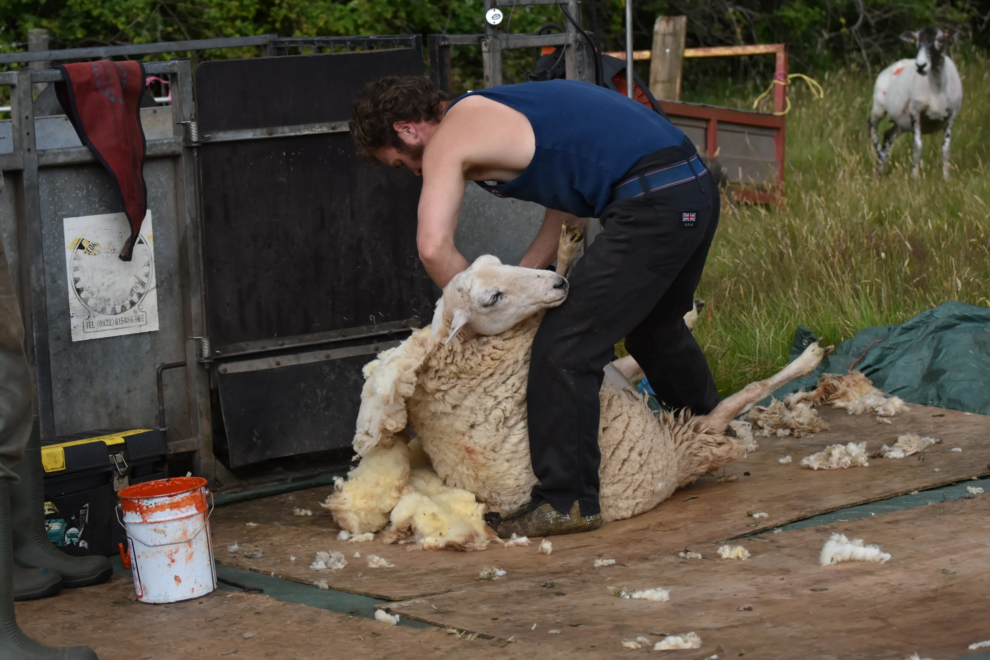 Sheep Shearing