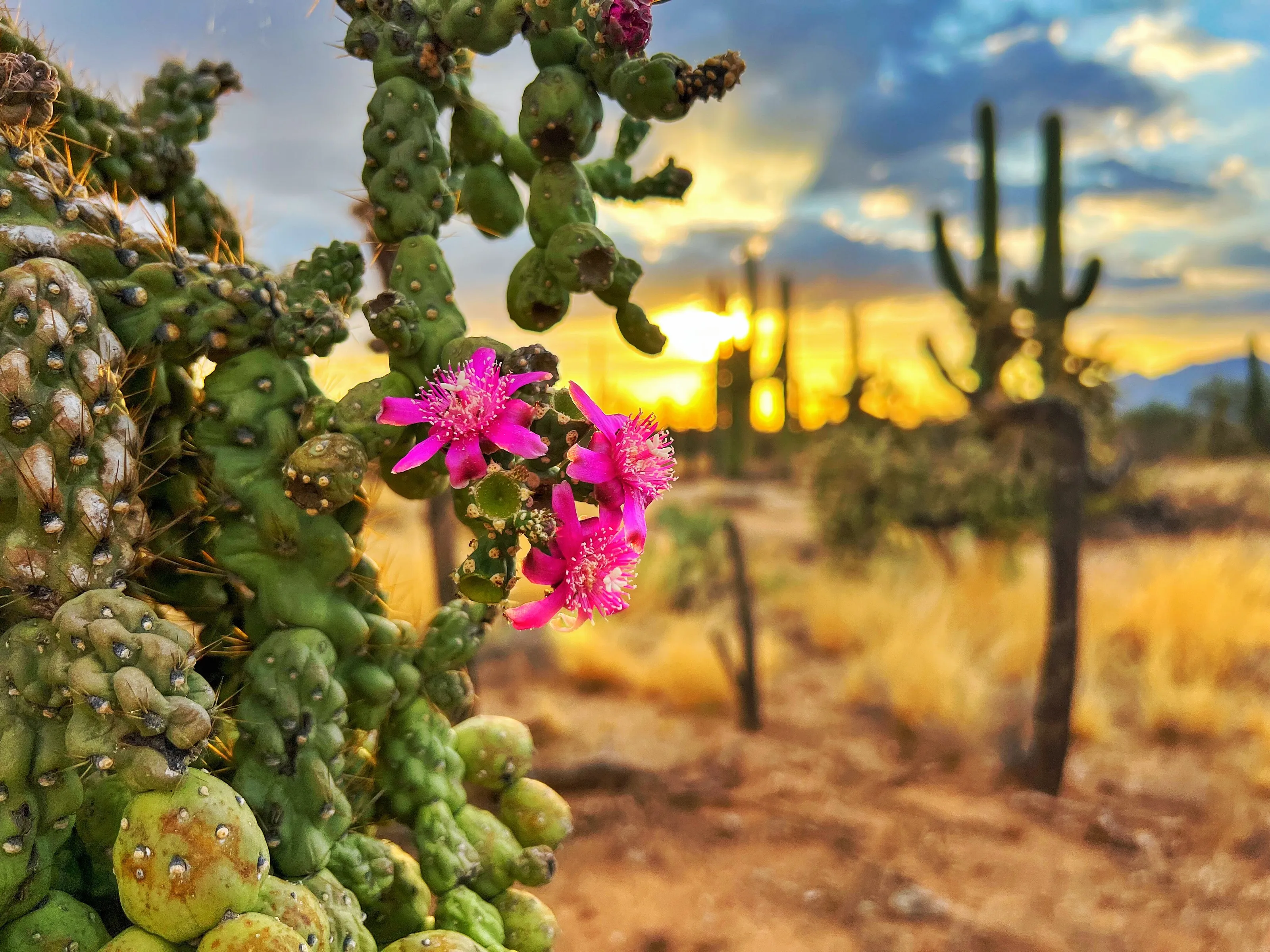 Saguaro National Park