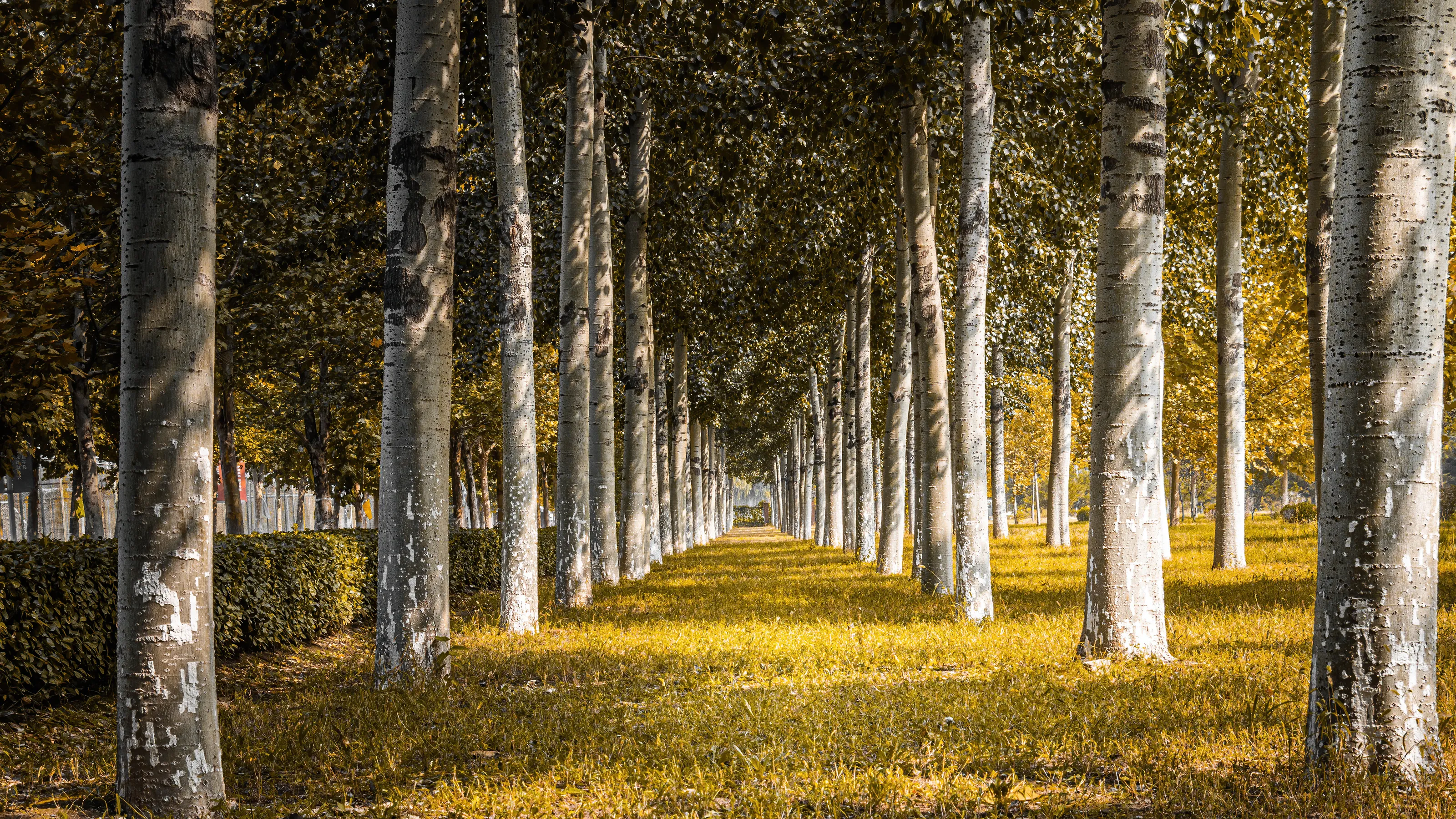 Yellow forest
