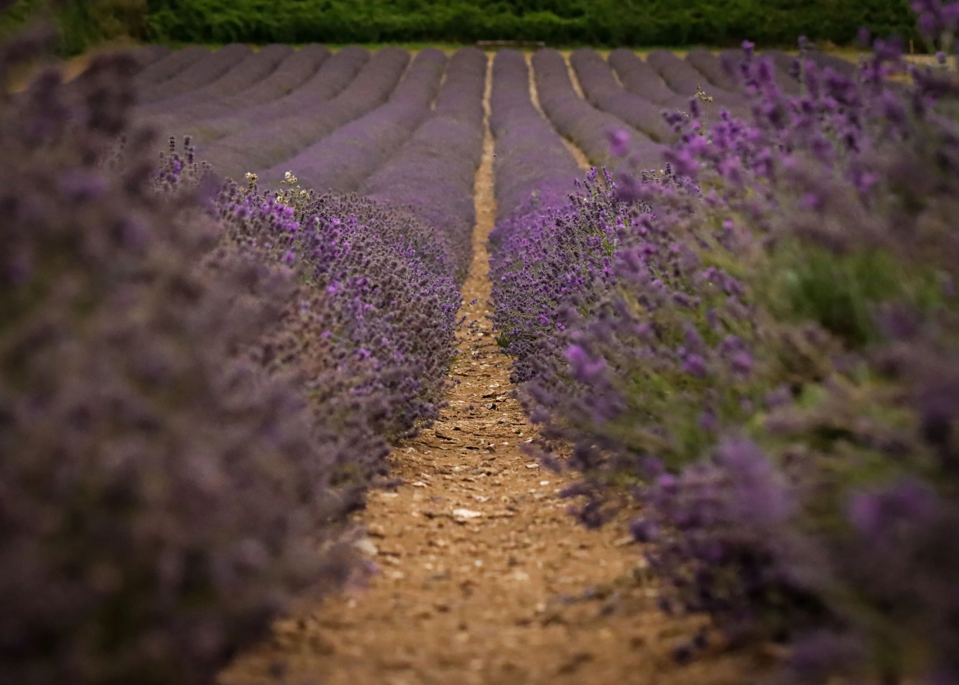 Lavender Fields in Bloom
