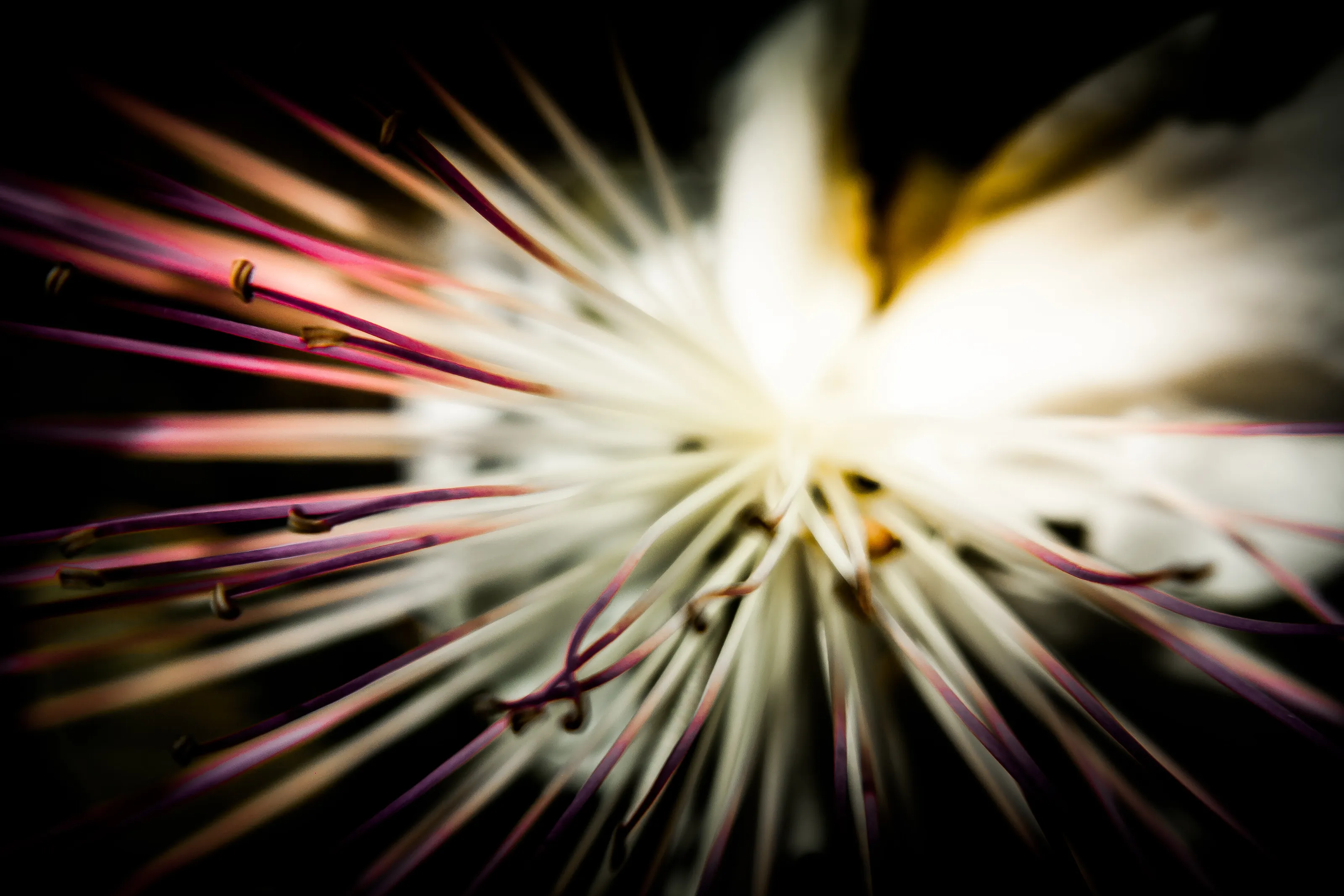 macro I
