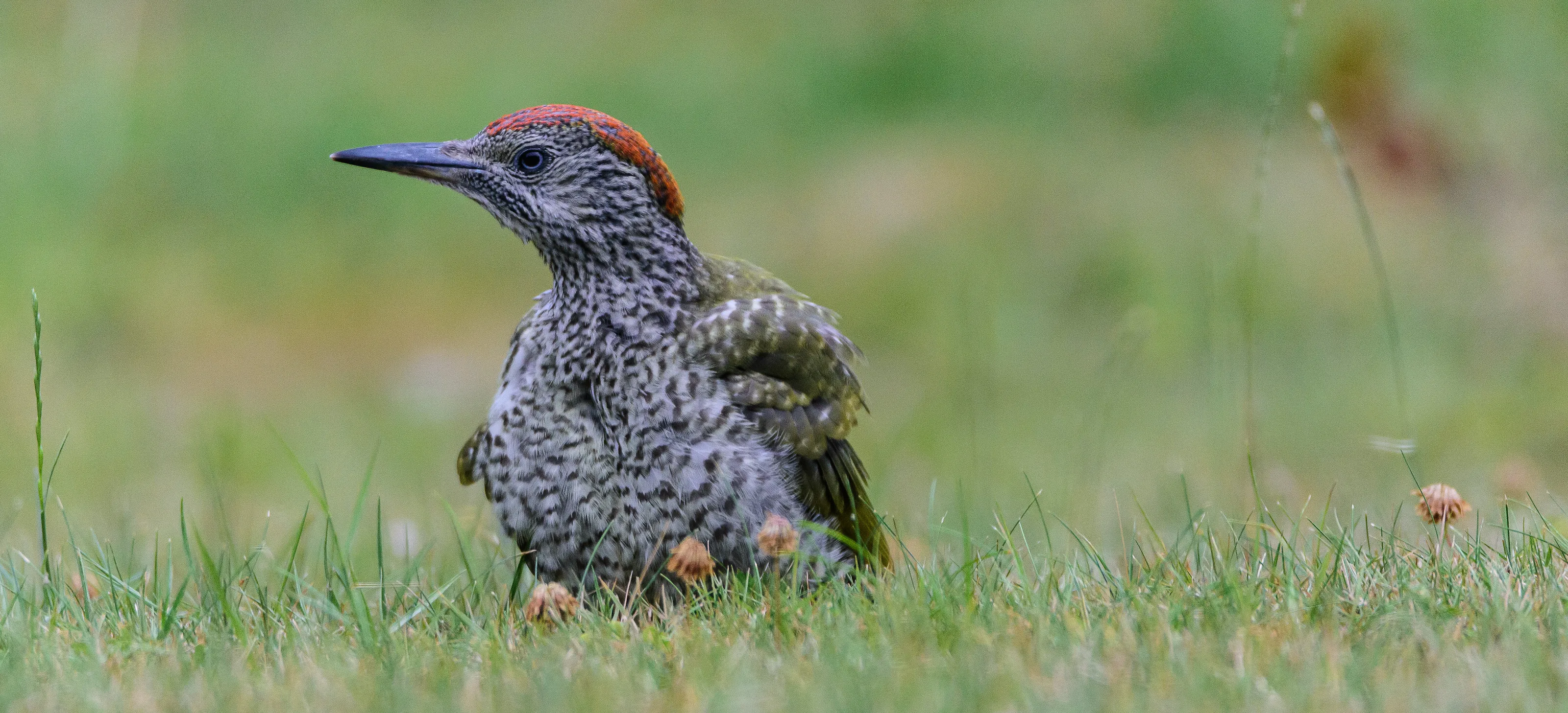 Woodpeckers (in colour)