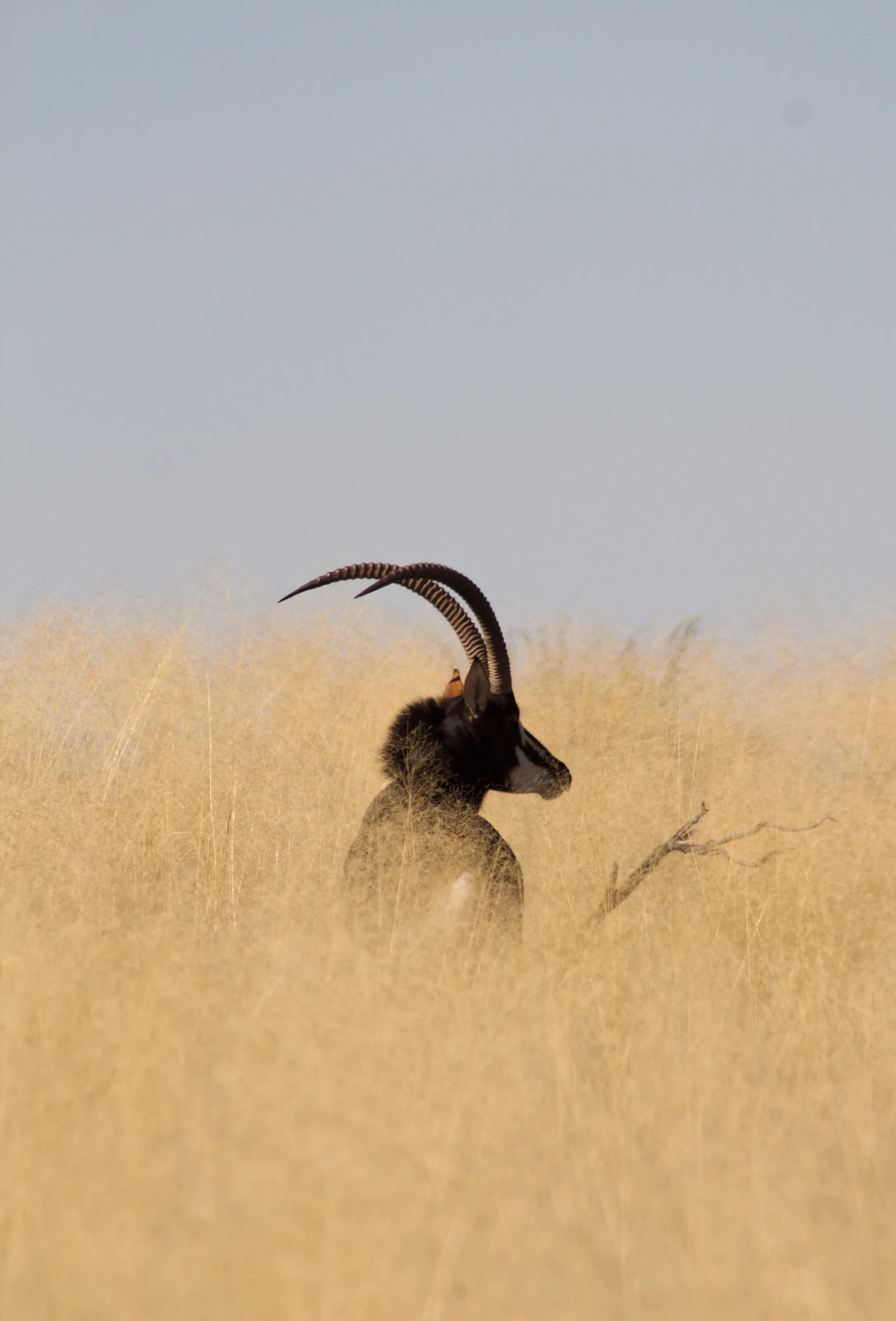South African trophy buck