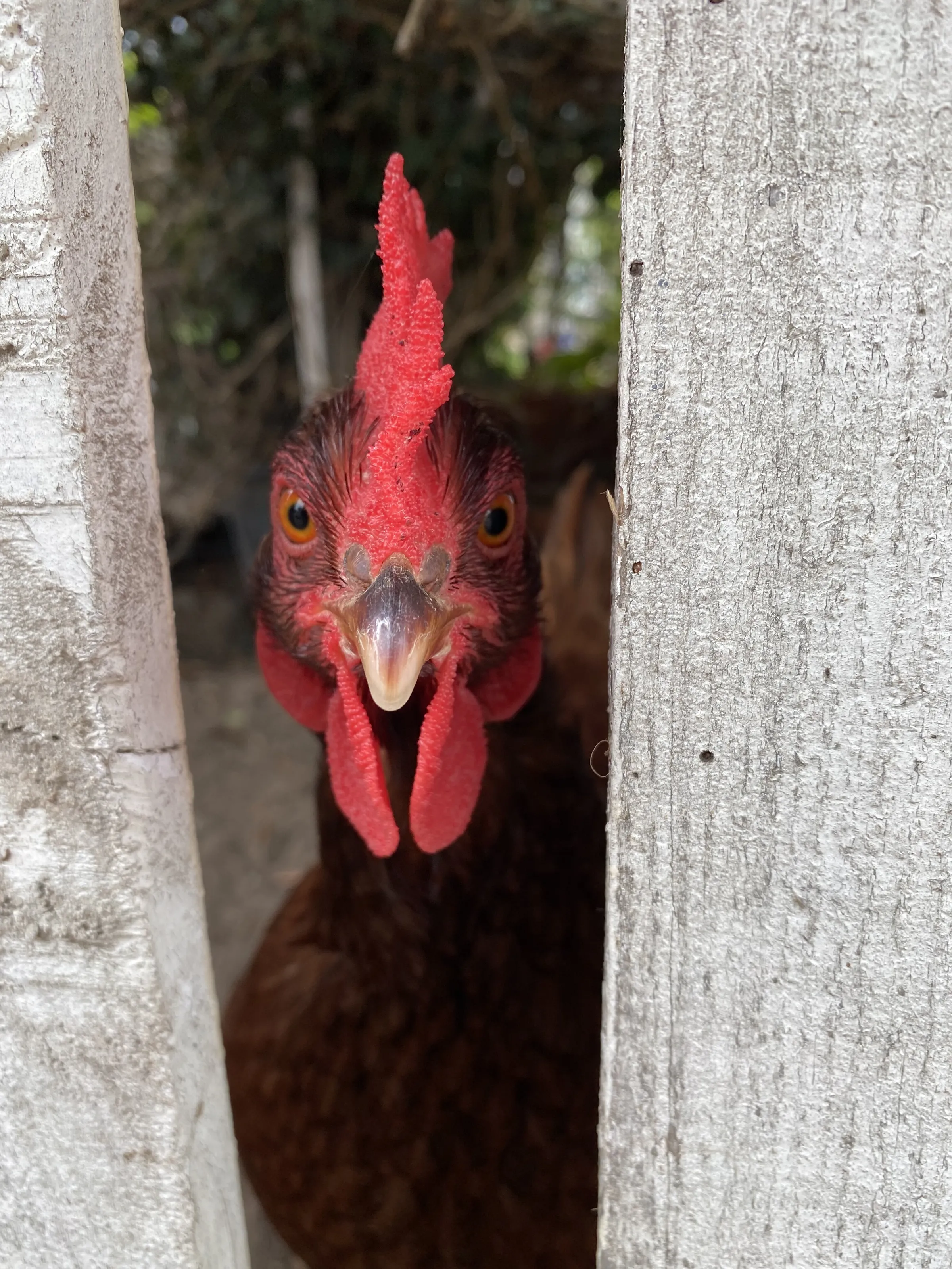 Here's clucking at you, kid!
