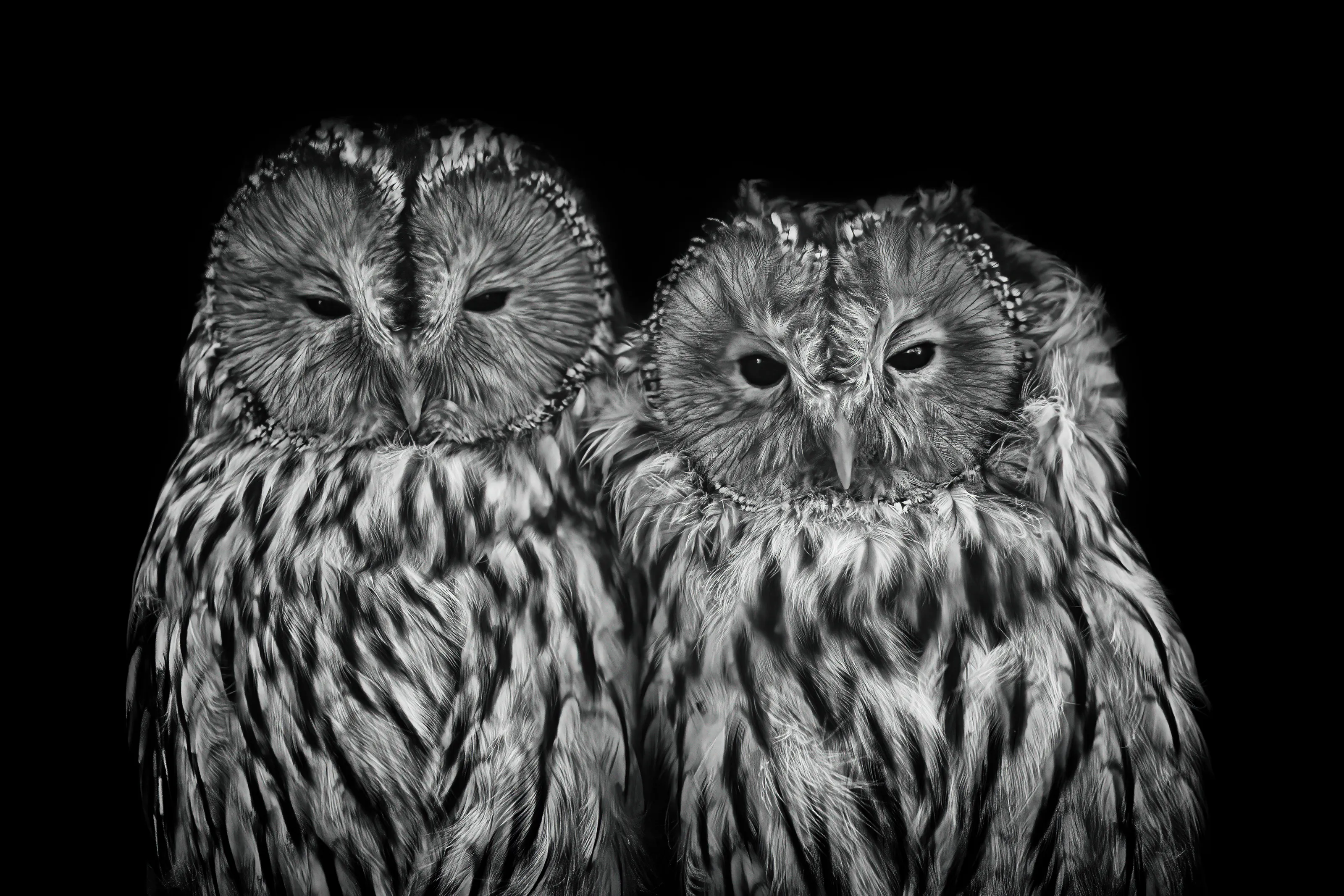 Two cuddly Owls on a black background