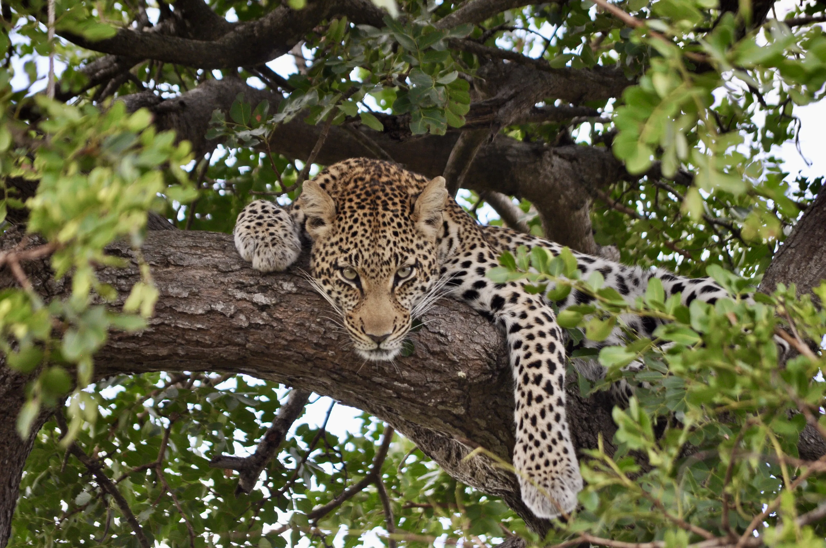 Leopard lying in a tree