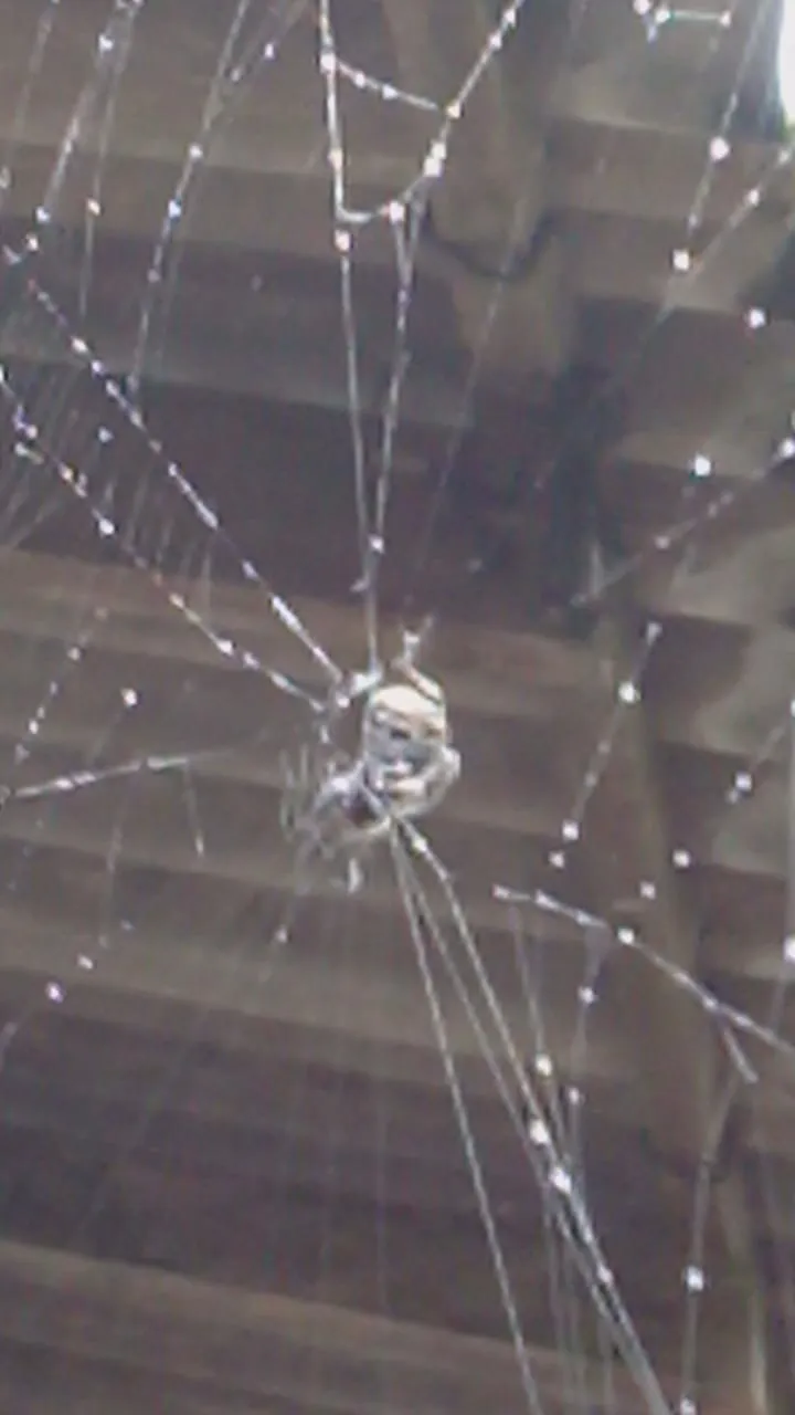 spider web