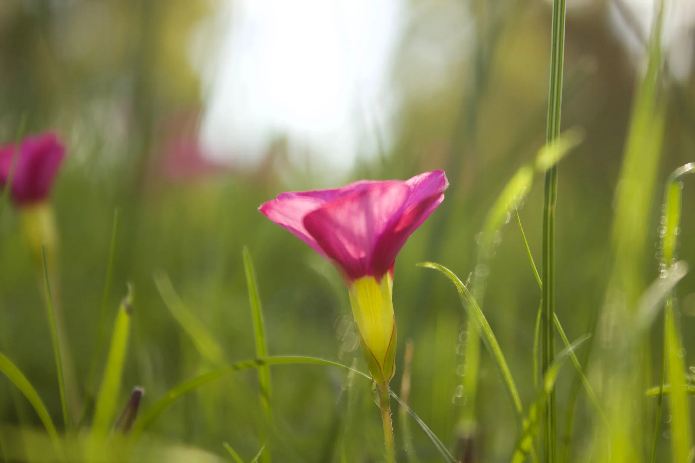 Pink flower