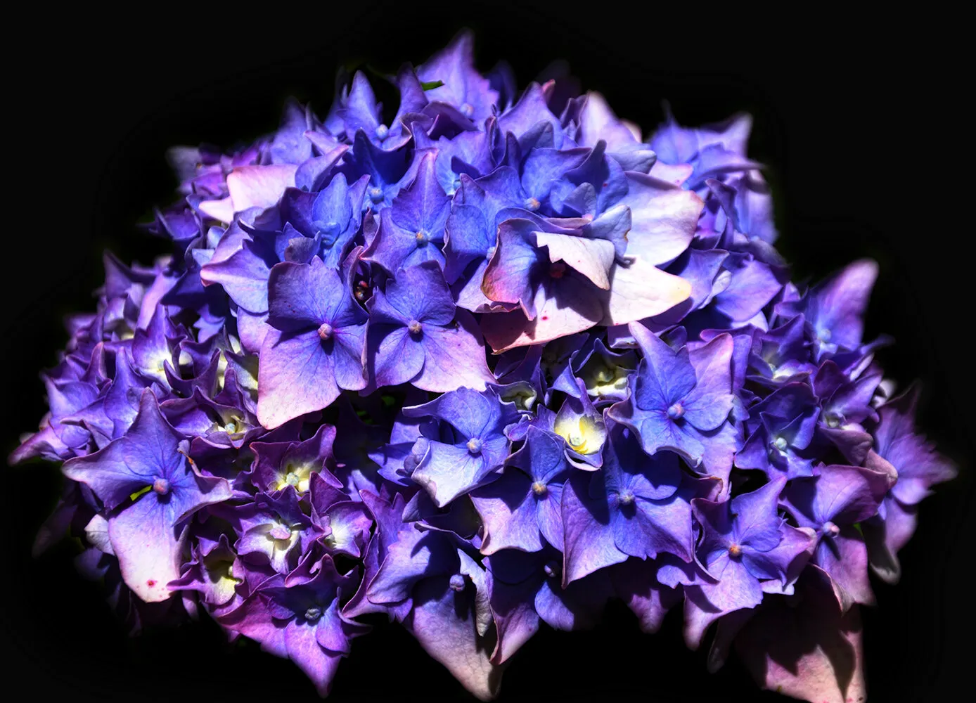 Hydrangea Magic!
