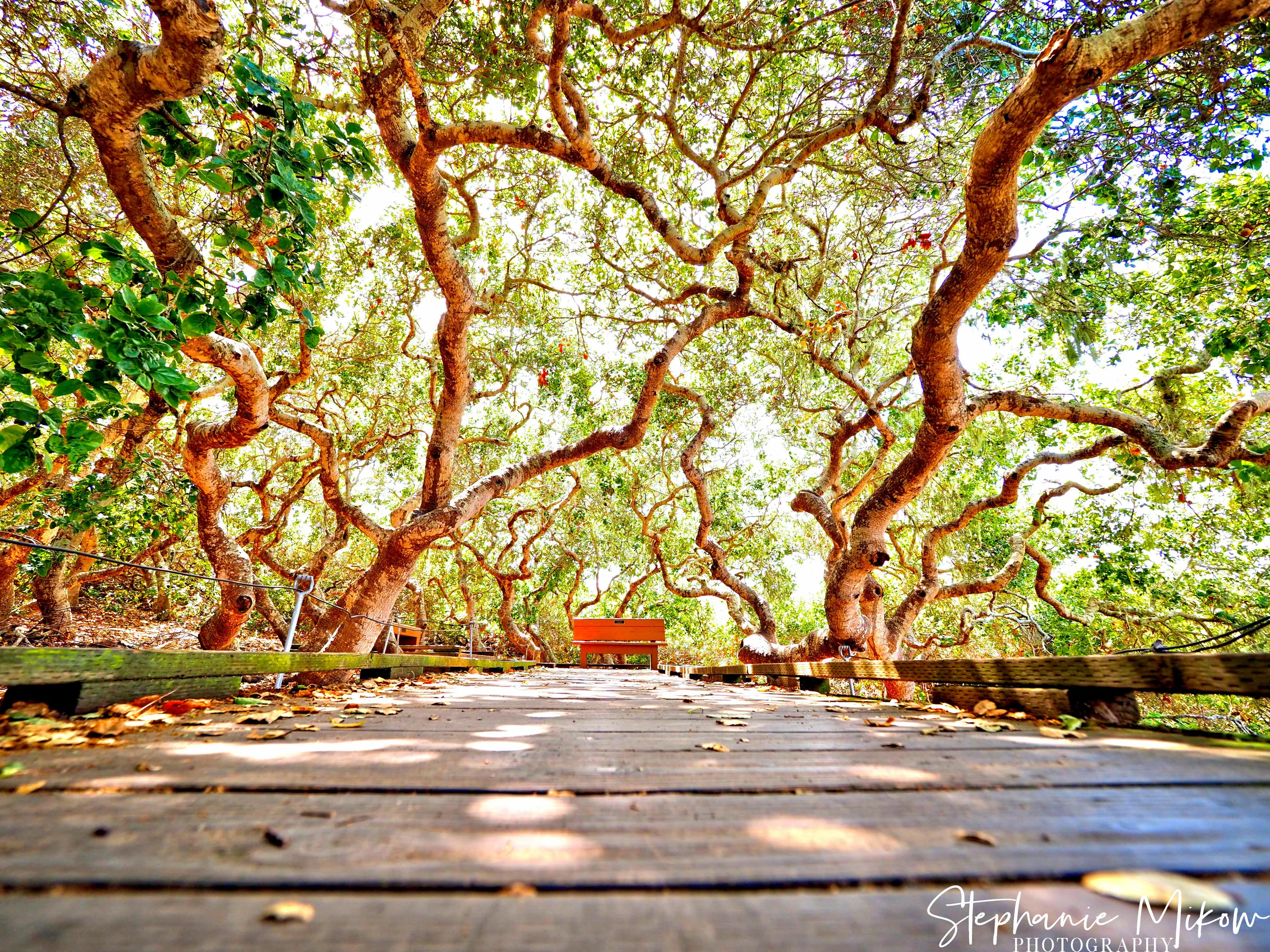 Elfin Forest, Baywood-Los Osos, California