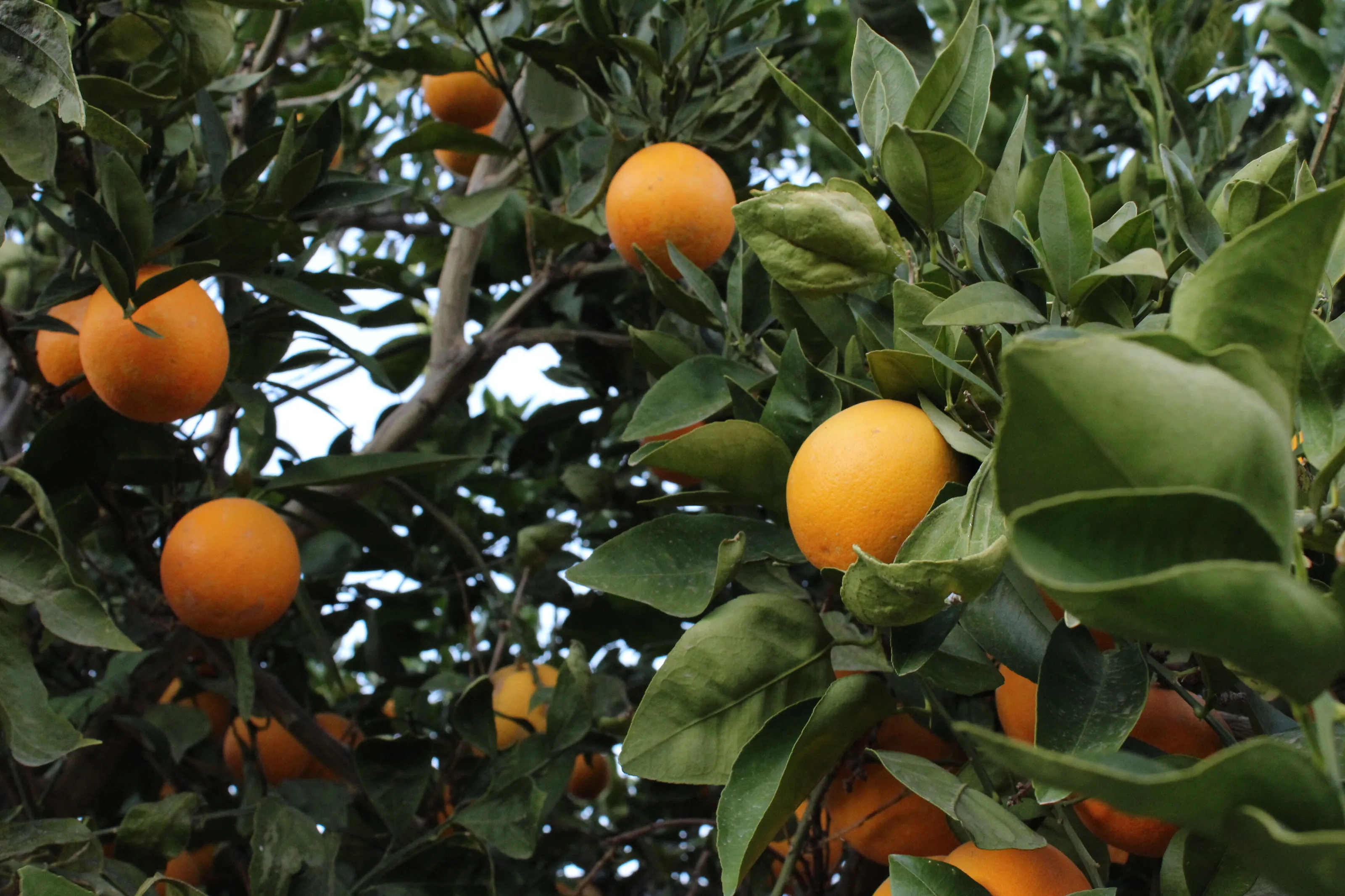 Orange trees