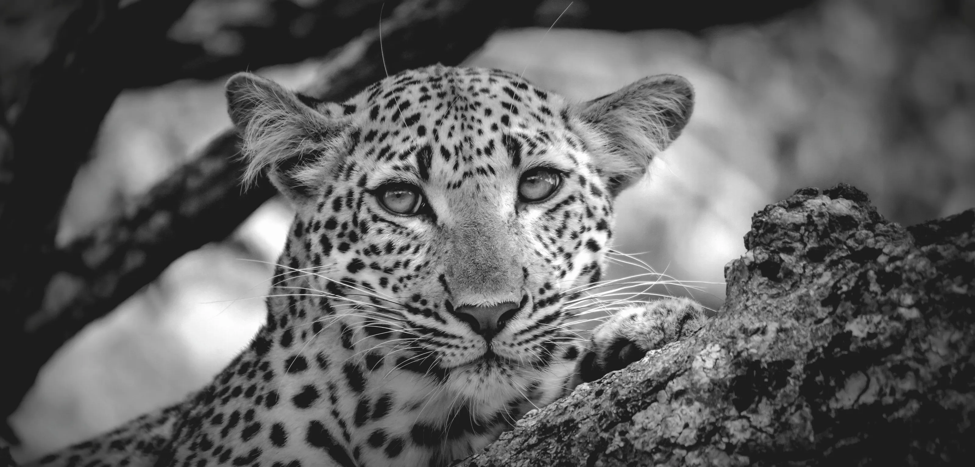 Young Female Leopard