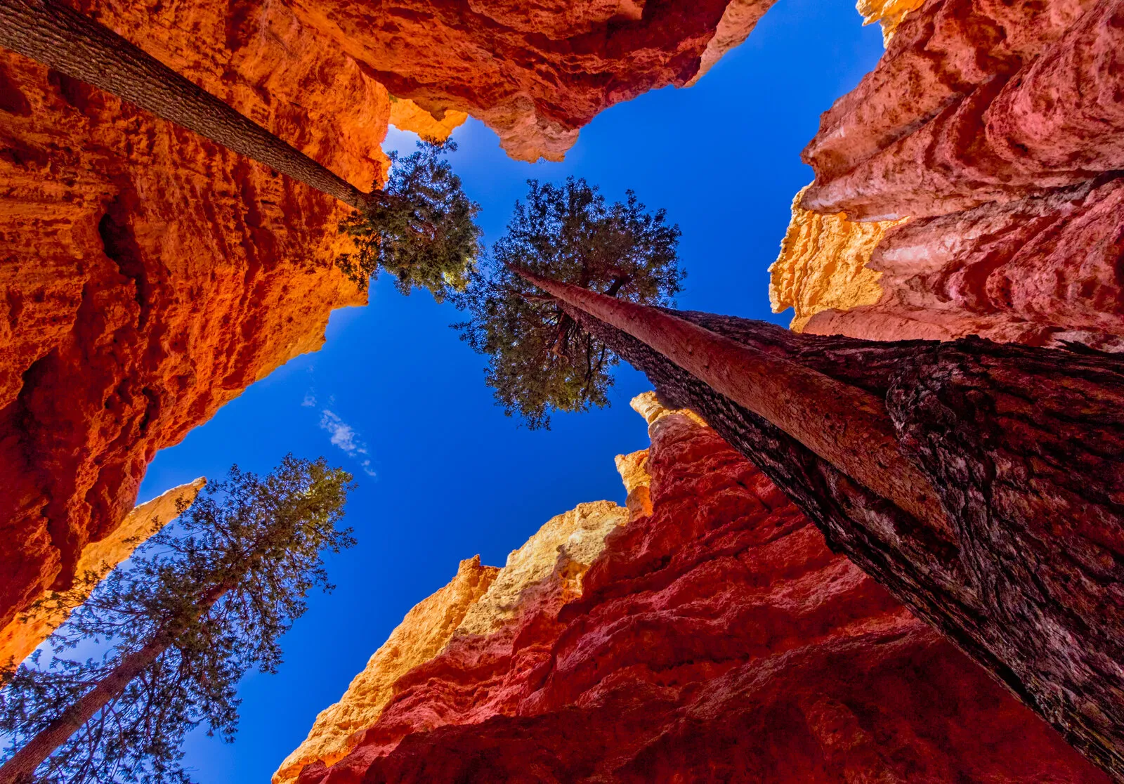 Reach for the sky