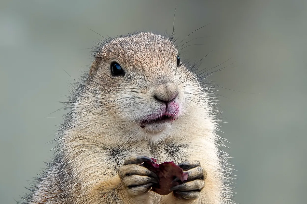 Entry 15417423