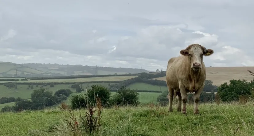 🐮